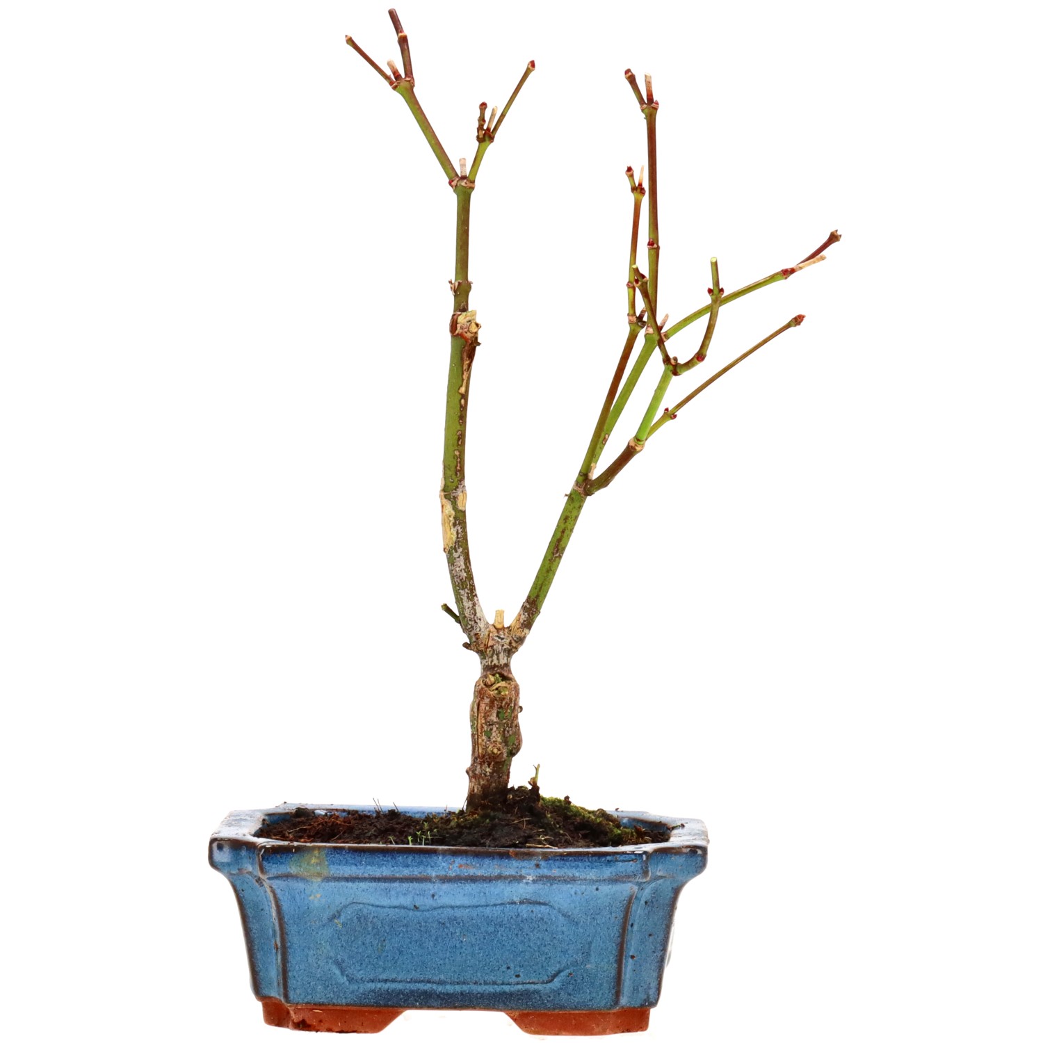 Jap. Maple (Atropurpureum), approx. 7 y. (25 cm)