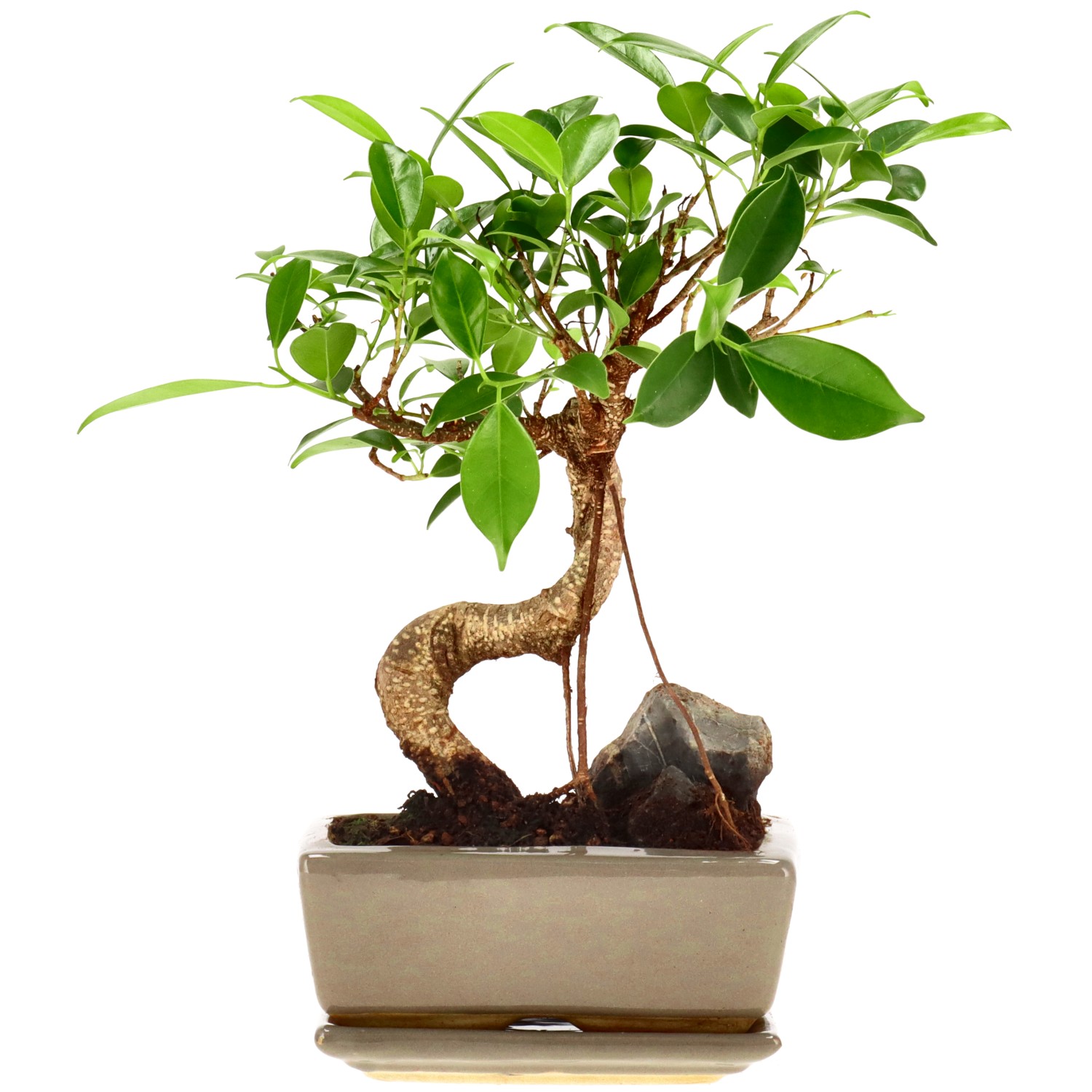 Chin. Feigenbaum (Retusa), mU., ca. 7 J. (26 cm)