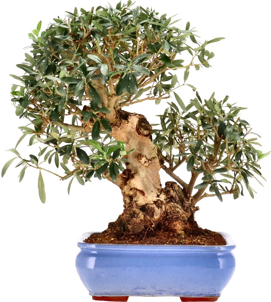[K013] Olive tree, approx. 20 years