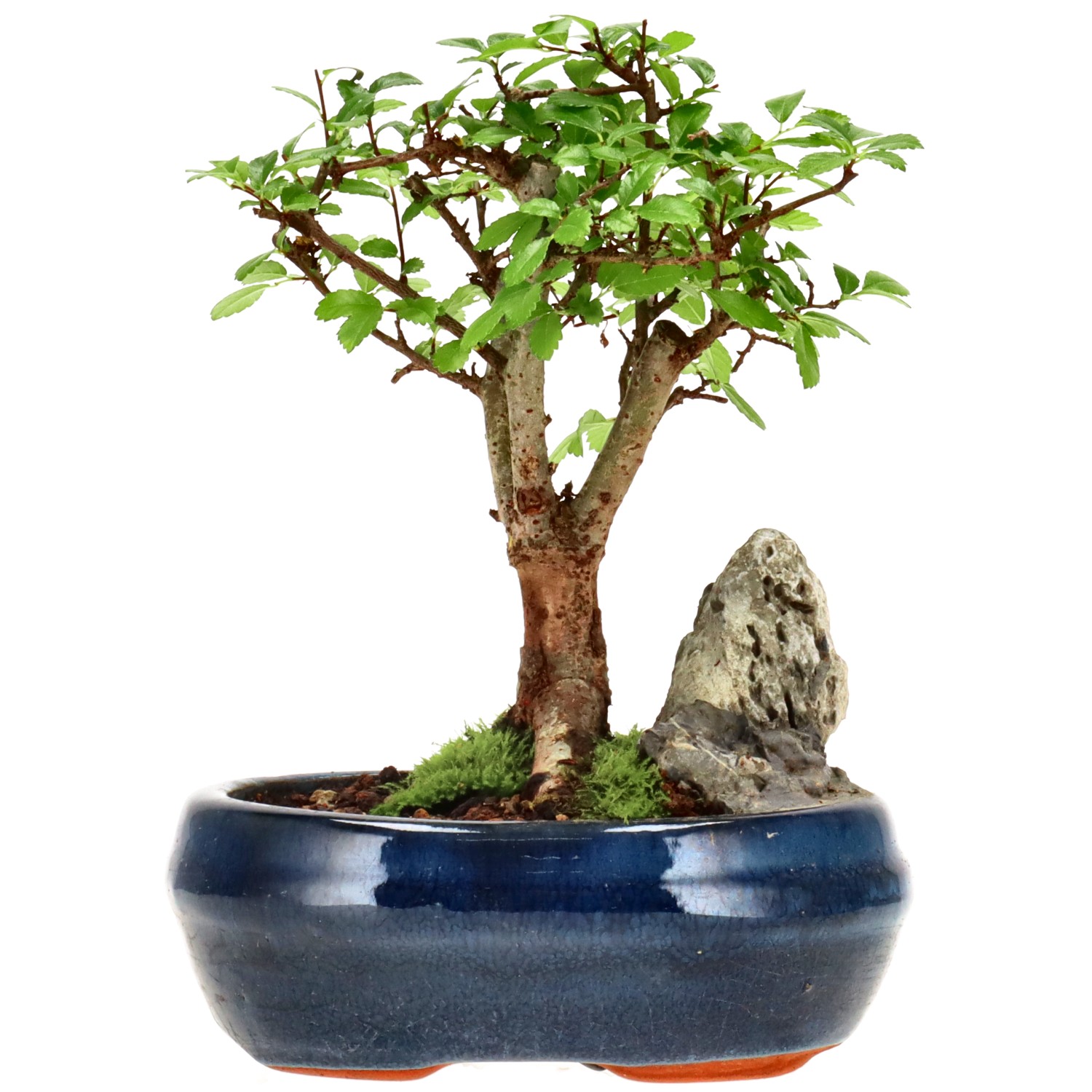 Orme de Chine, env. 6 ans (16 cm)