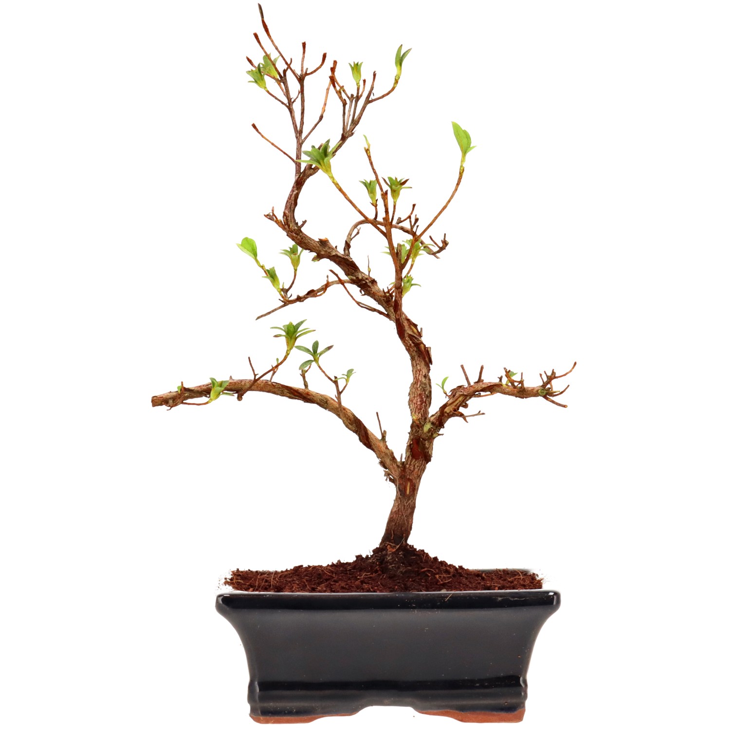 Jap. Azalee (Osakazuki), ca. 8 J. (25 cm)