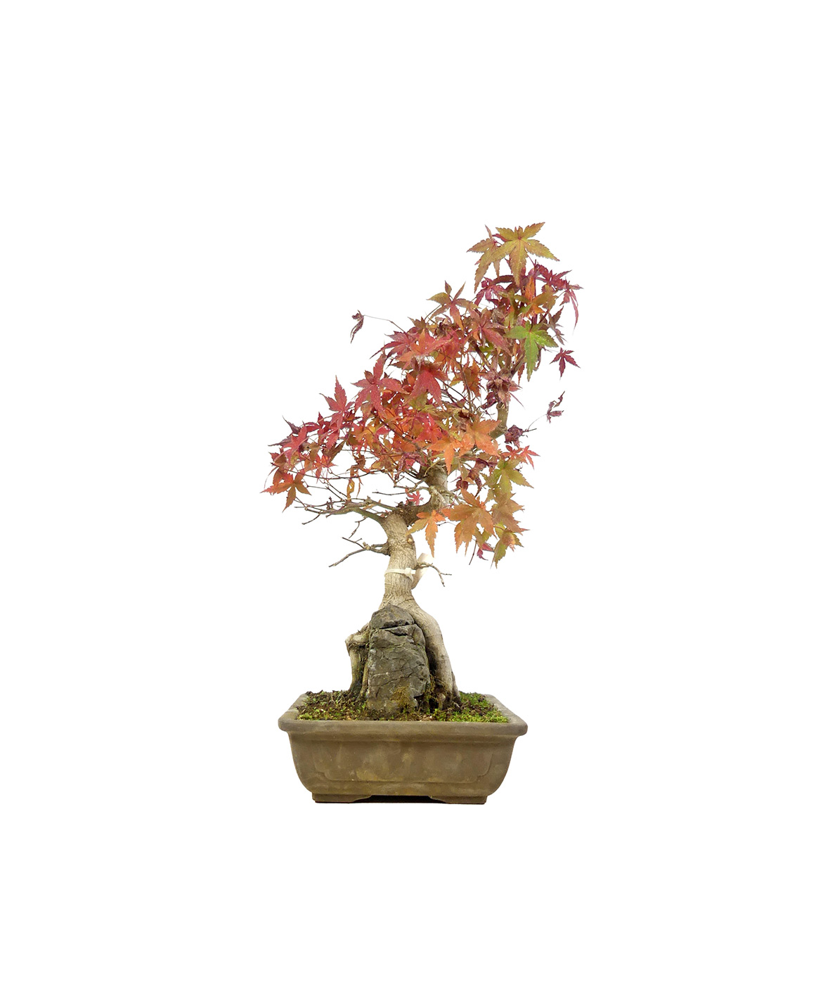 bonsai.fallbackImageTitle bonsai.fallbackImageTitle