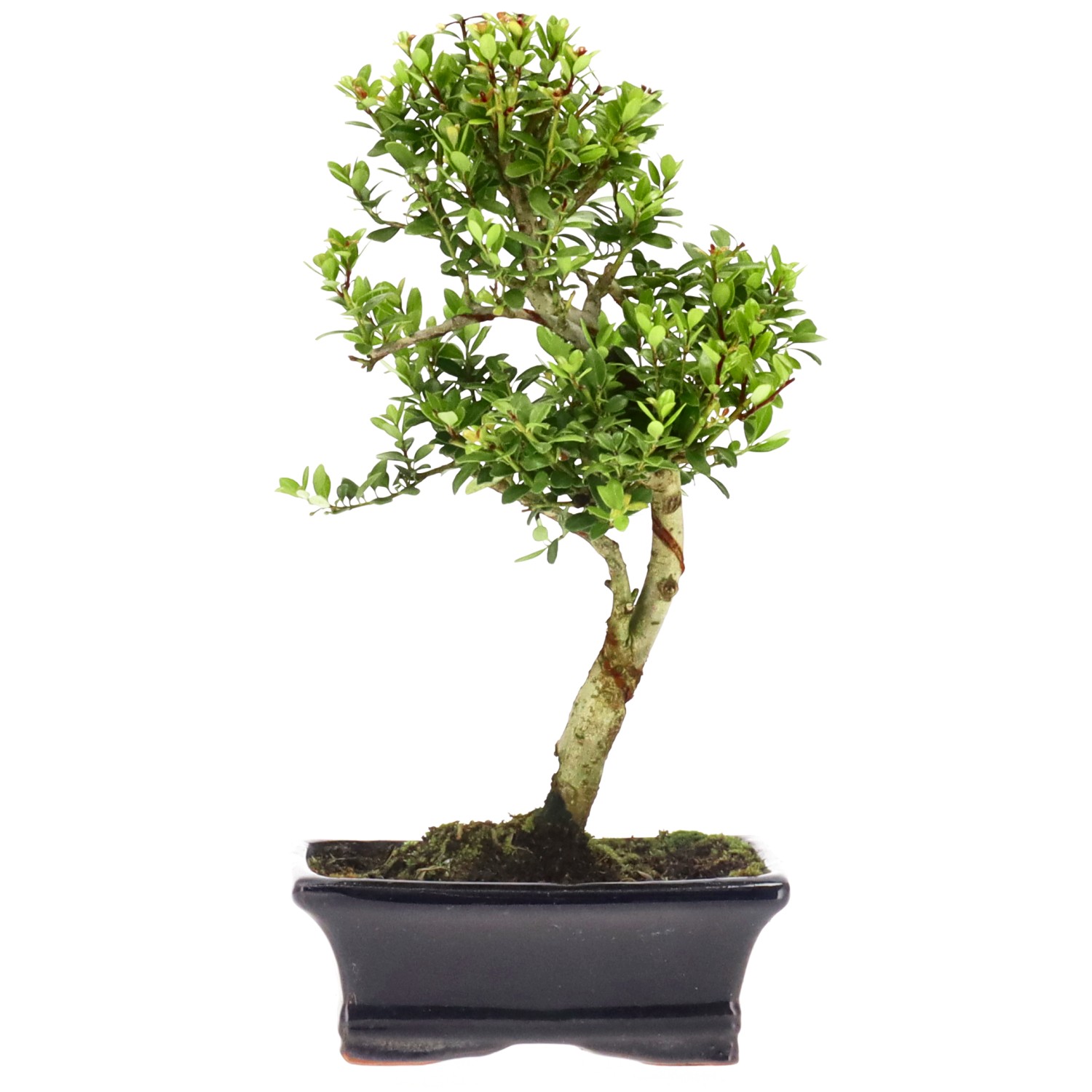 Agrifoglio giapponese, ca. 7 anni (28 cm)