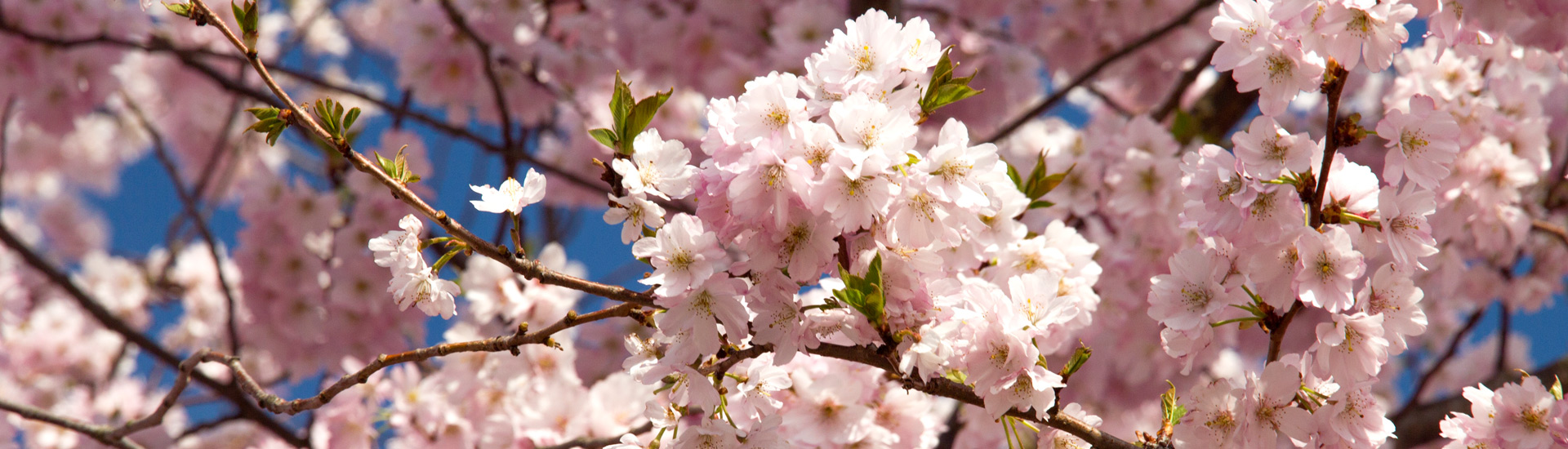 So. 26 April - Schautag