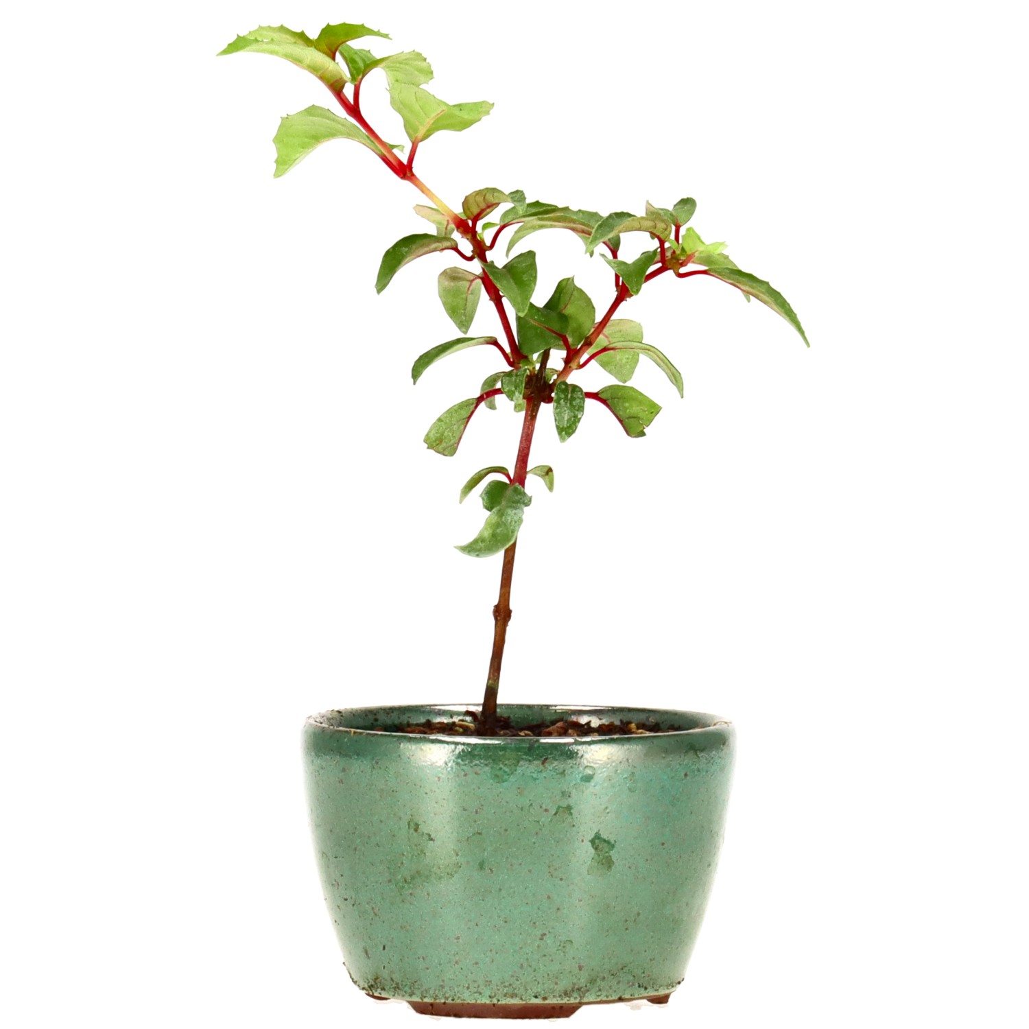 Fuchsie 'Genii', ca. 2 J. (13 cm)