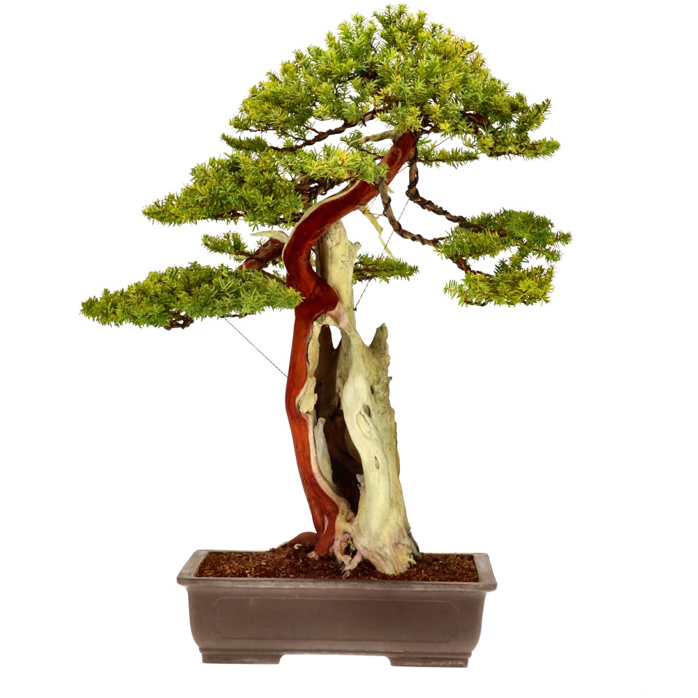 Jap. Eibe, ca. 70 J. (97 cm)