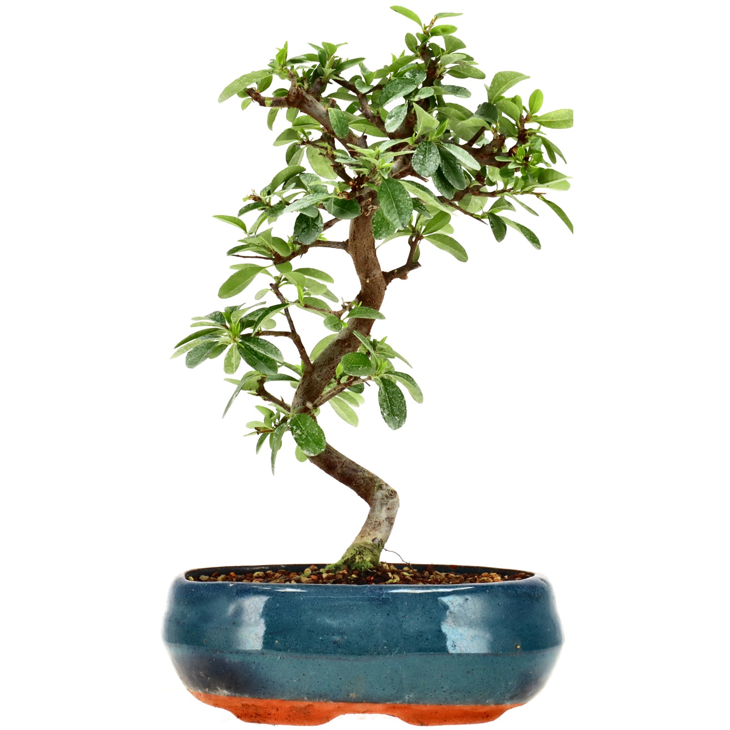 Feuerdorn, ca. 7 J. (29 cm)