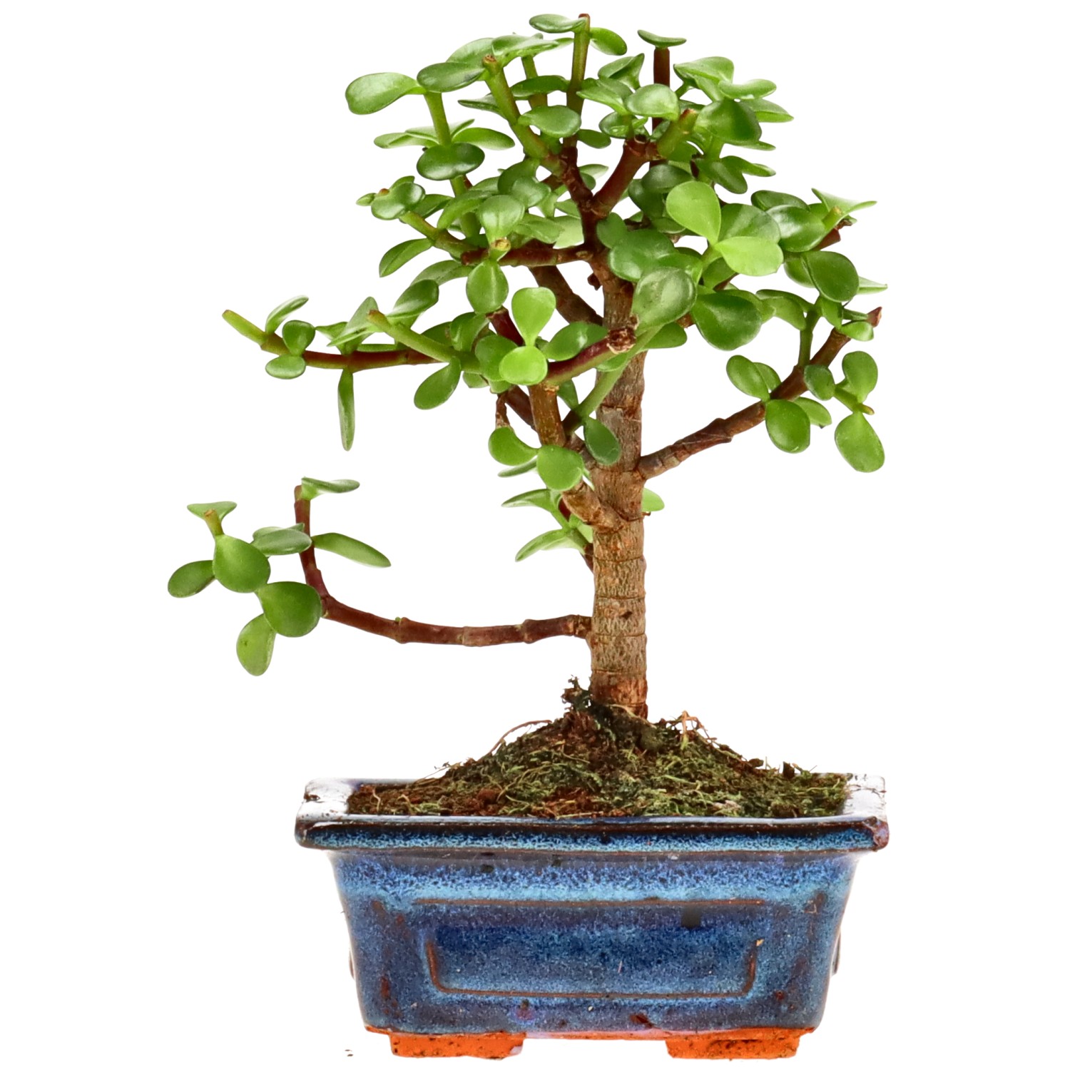 Árbol de la abundancia, aprox. 5 años (16 cm)