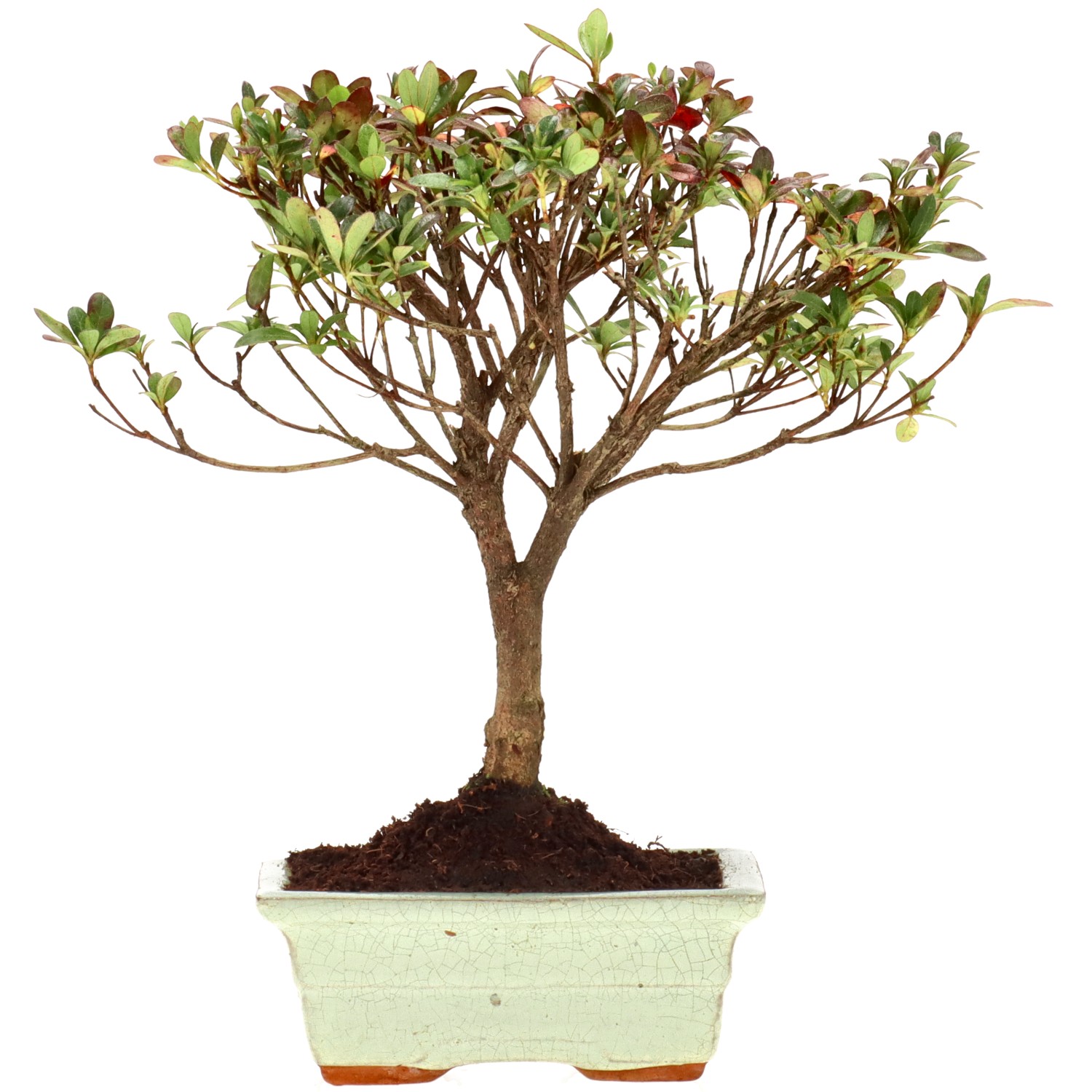 Azalea giapponese (Osakazuki), ca. 9 anni (25 cm)