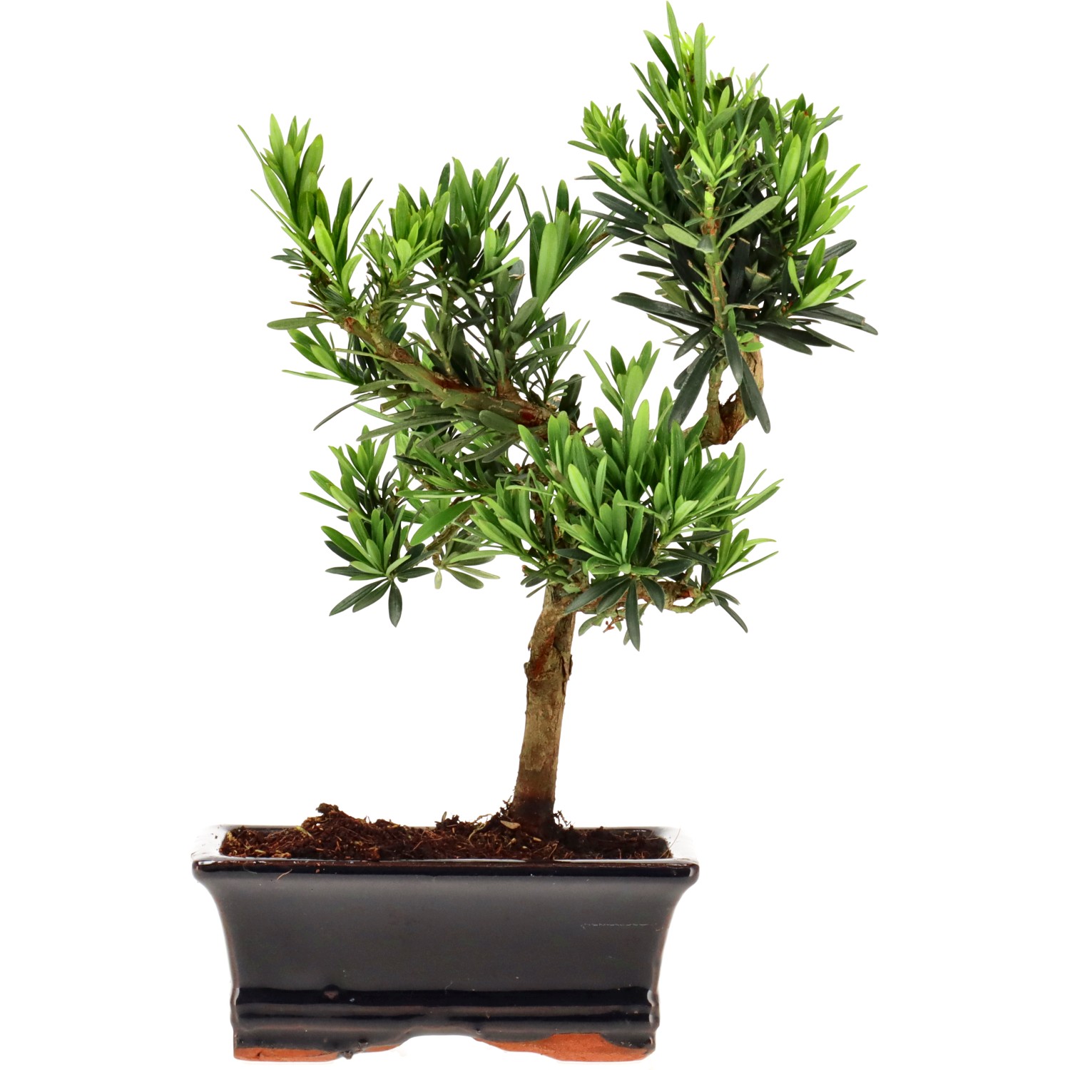 Chin. Steineibe, ca. 7 J. (24 cm)