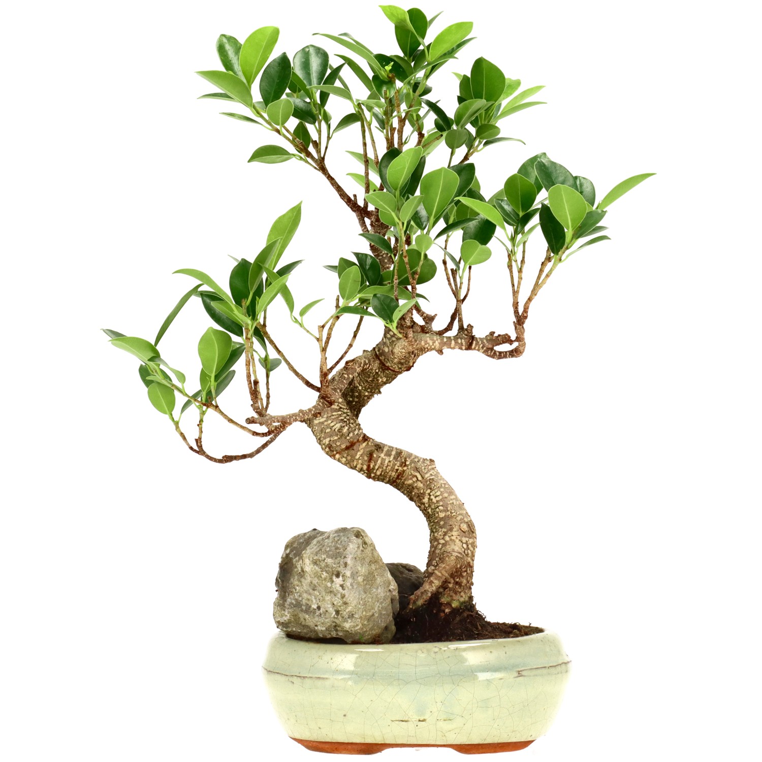 Chin. Feigenbaum (Retusa), ca. 9 J. (31 cm)