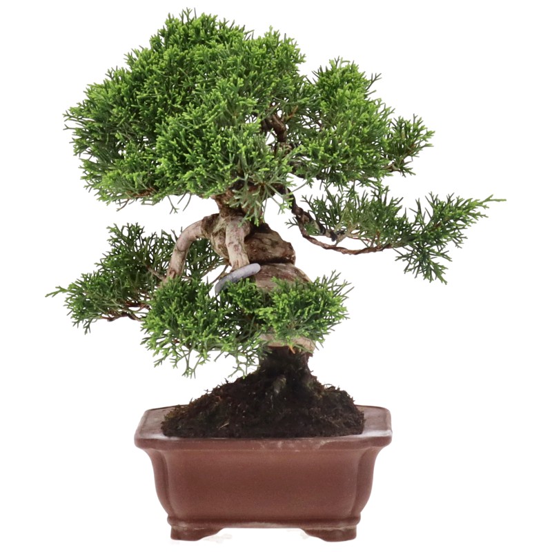 bonsai.fallbackImageTitle bonsai.fallbackImageTitle