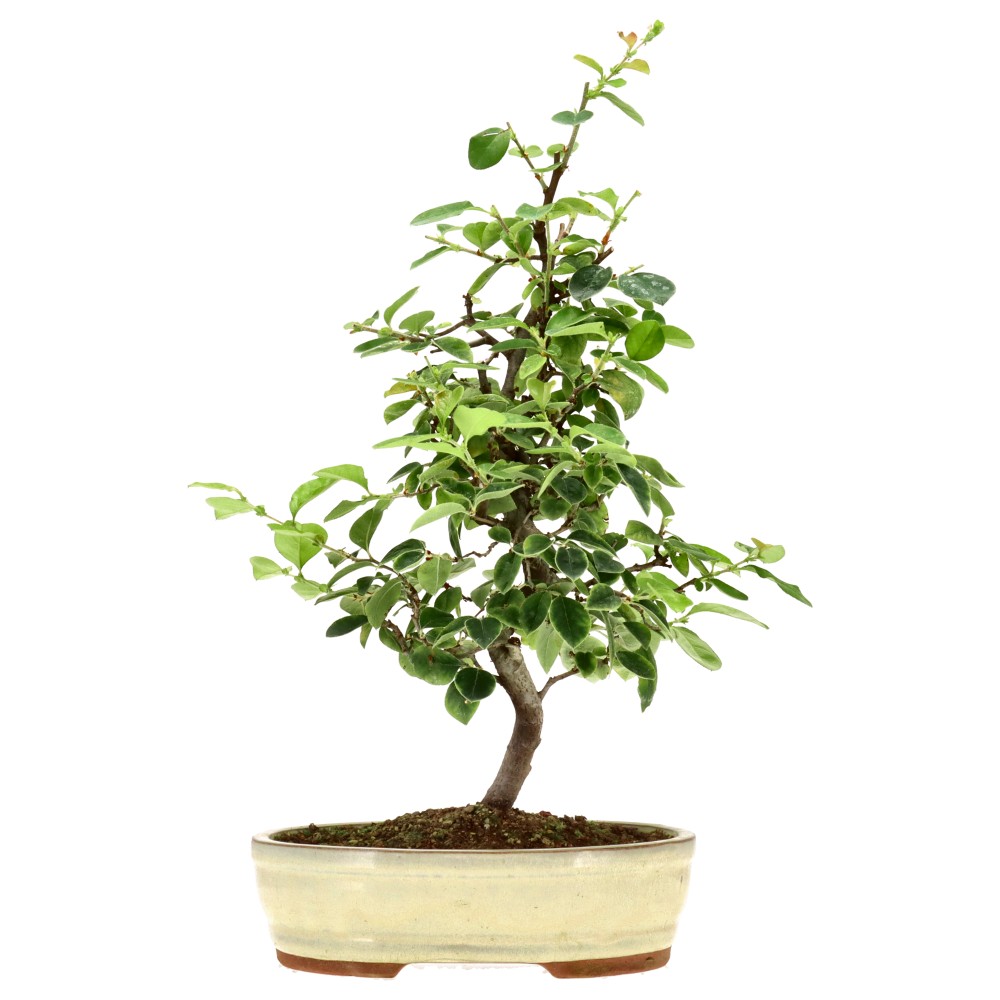 Chin. Quitte, ca. 15 J. (48 cm)