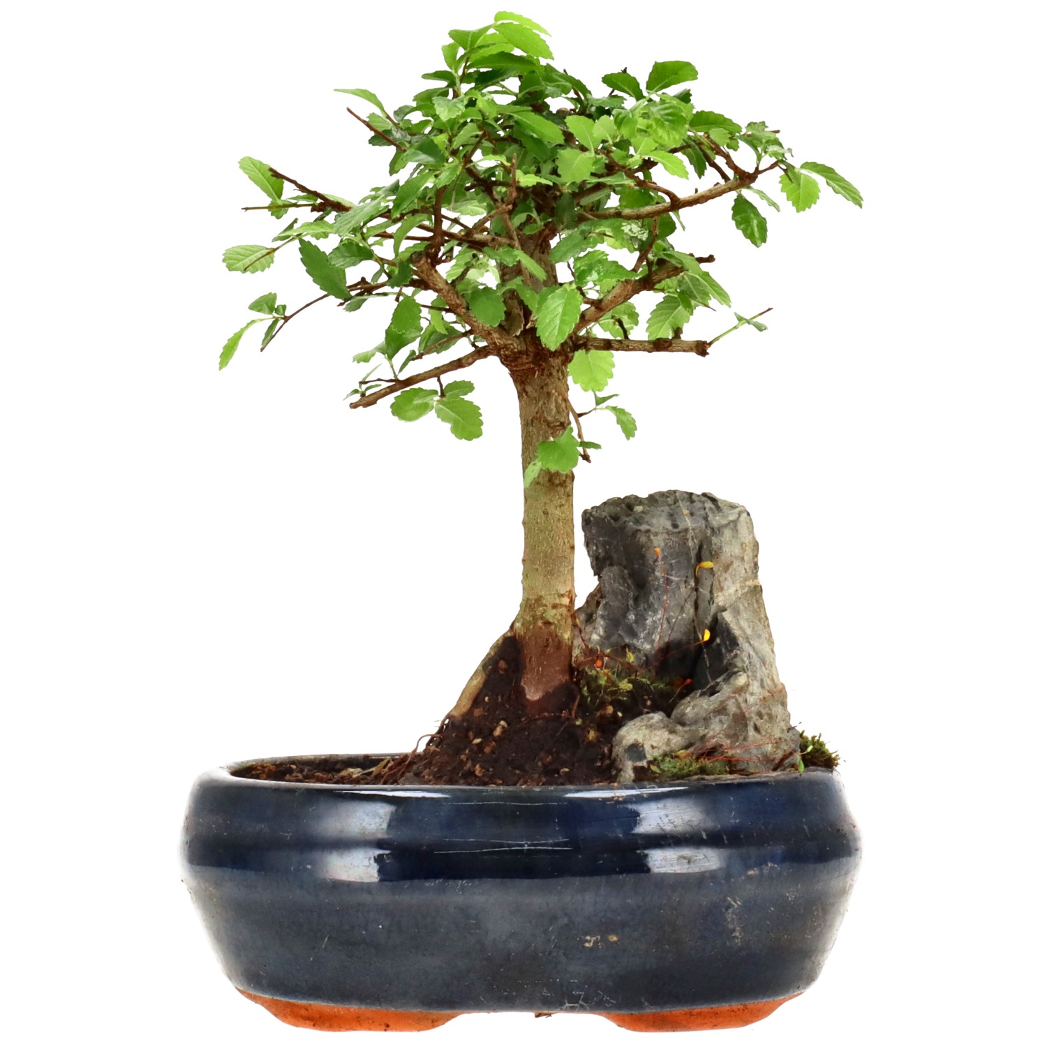 Orme de Chine, env. 6 ans (17 cm)