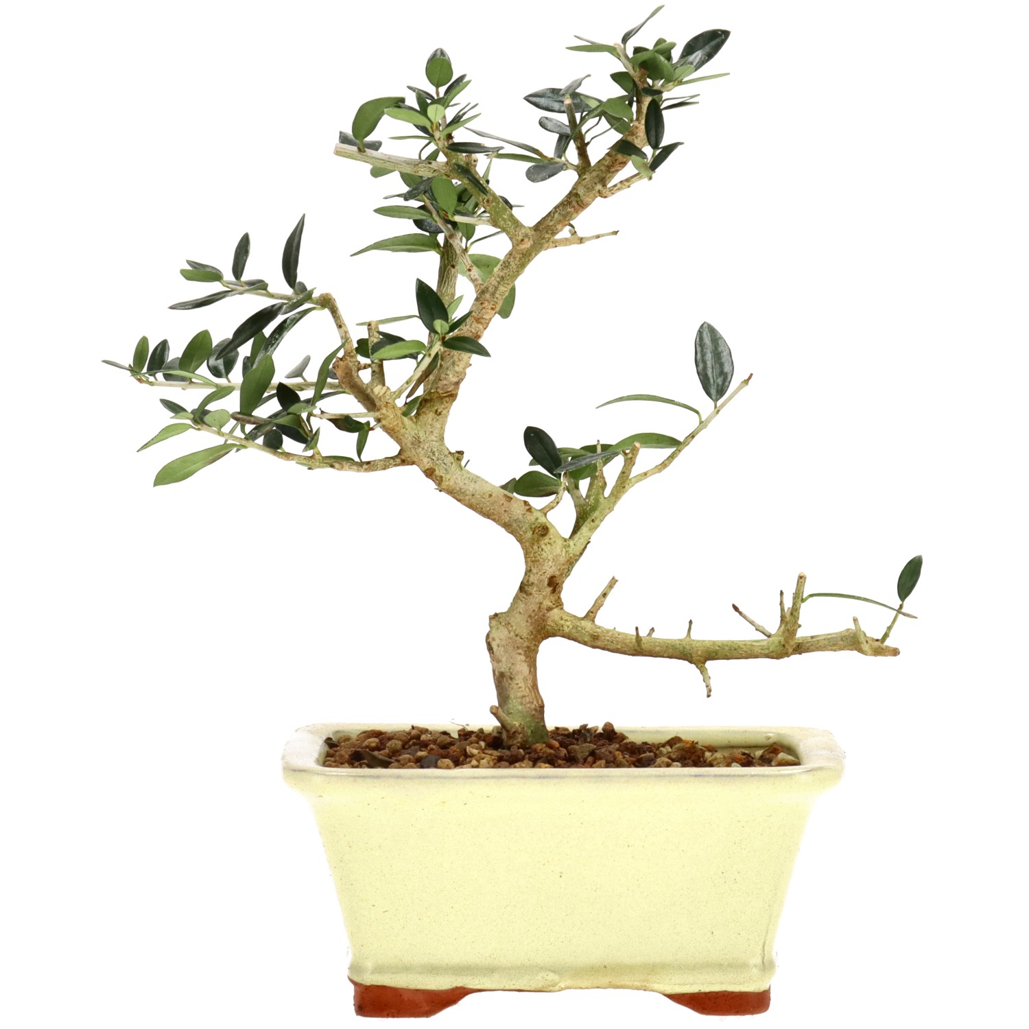 Wildolive, ca. 5 J. (21 cm)