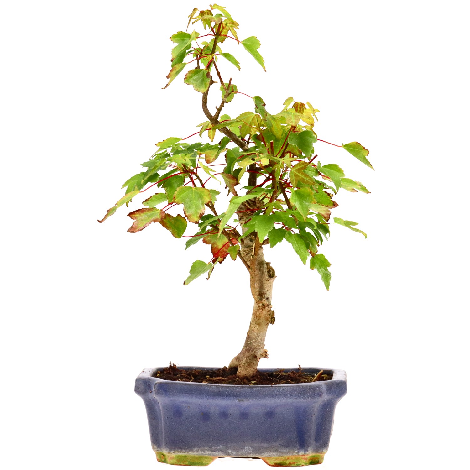 Trident Maple, approx. 6 y. (26 cm)