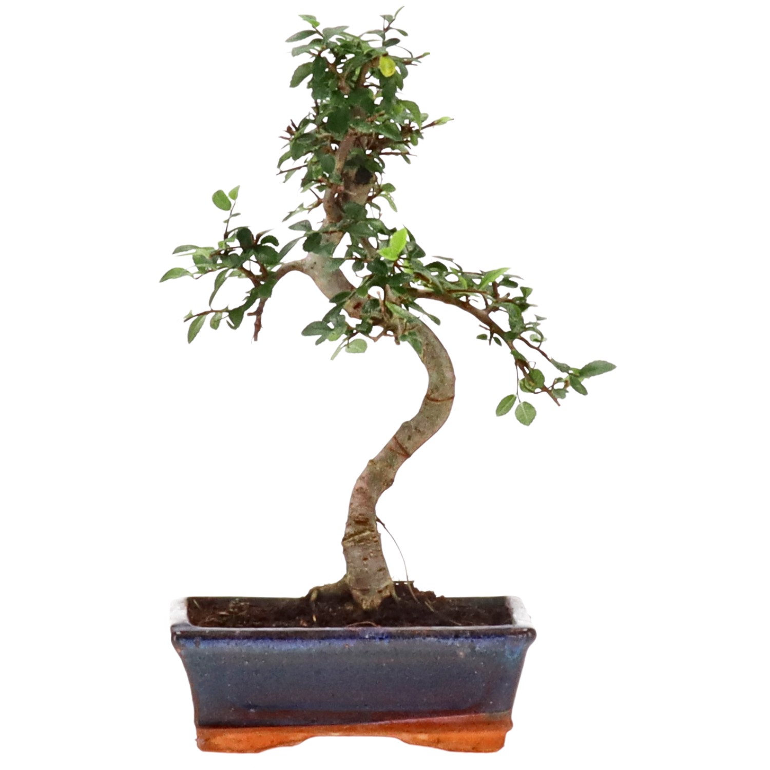 bonsai.fallbackImageTitle bonsai.fallbackImageTitle