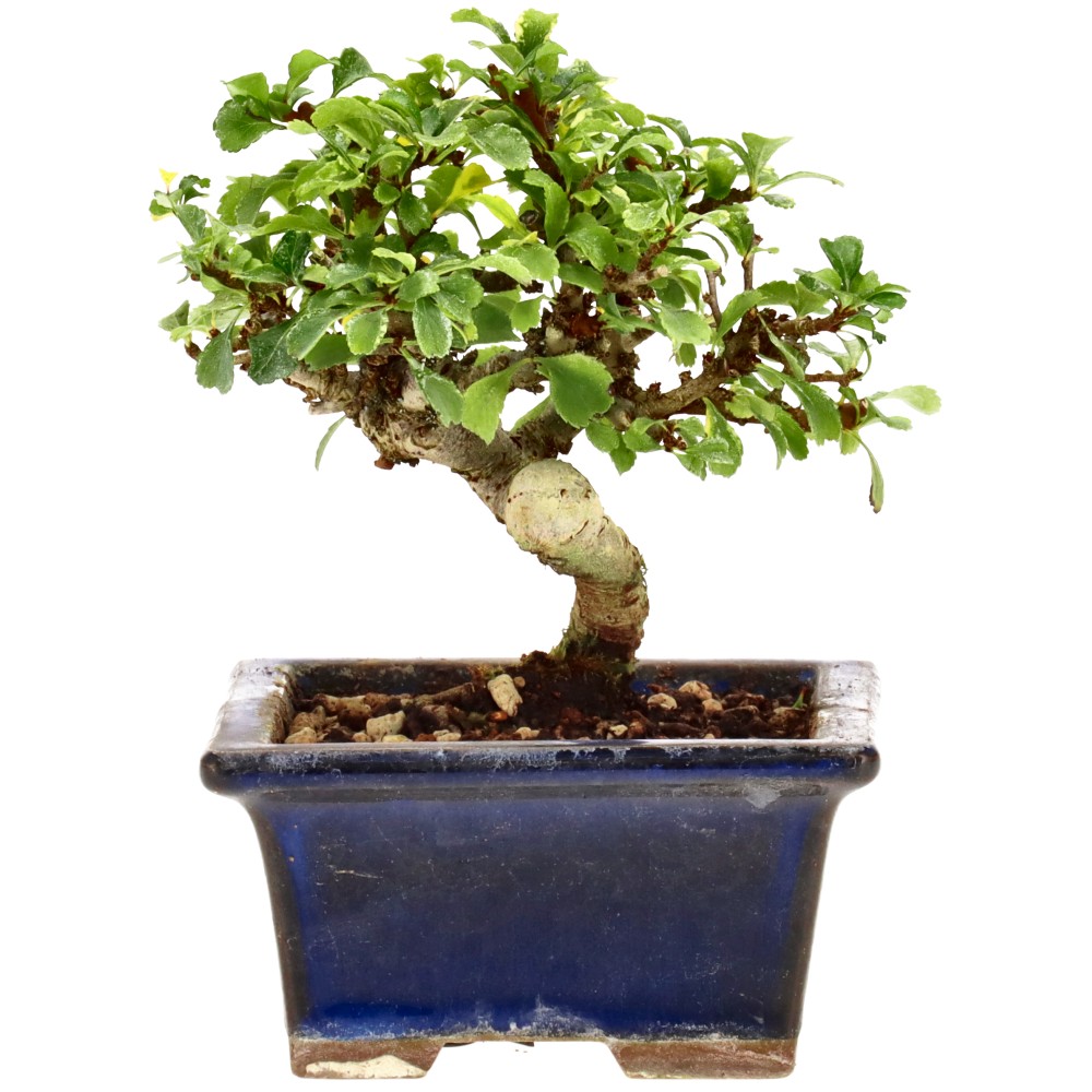 bonsai.fallbackImageTitle bonsai.fallbackImageTitle