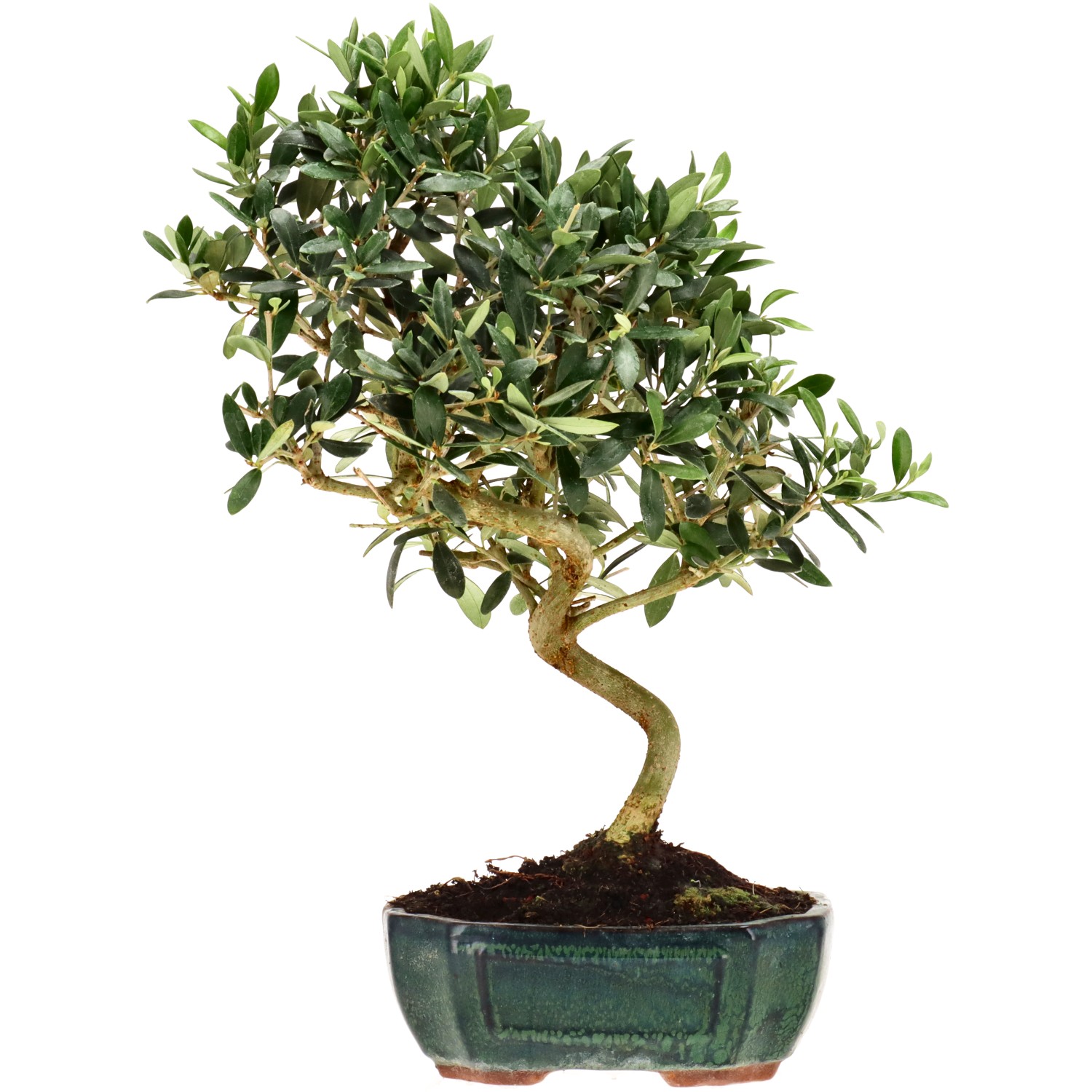 Olive, ca. 10 J. (36 cm)