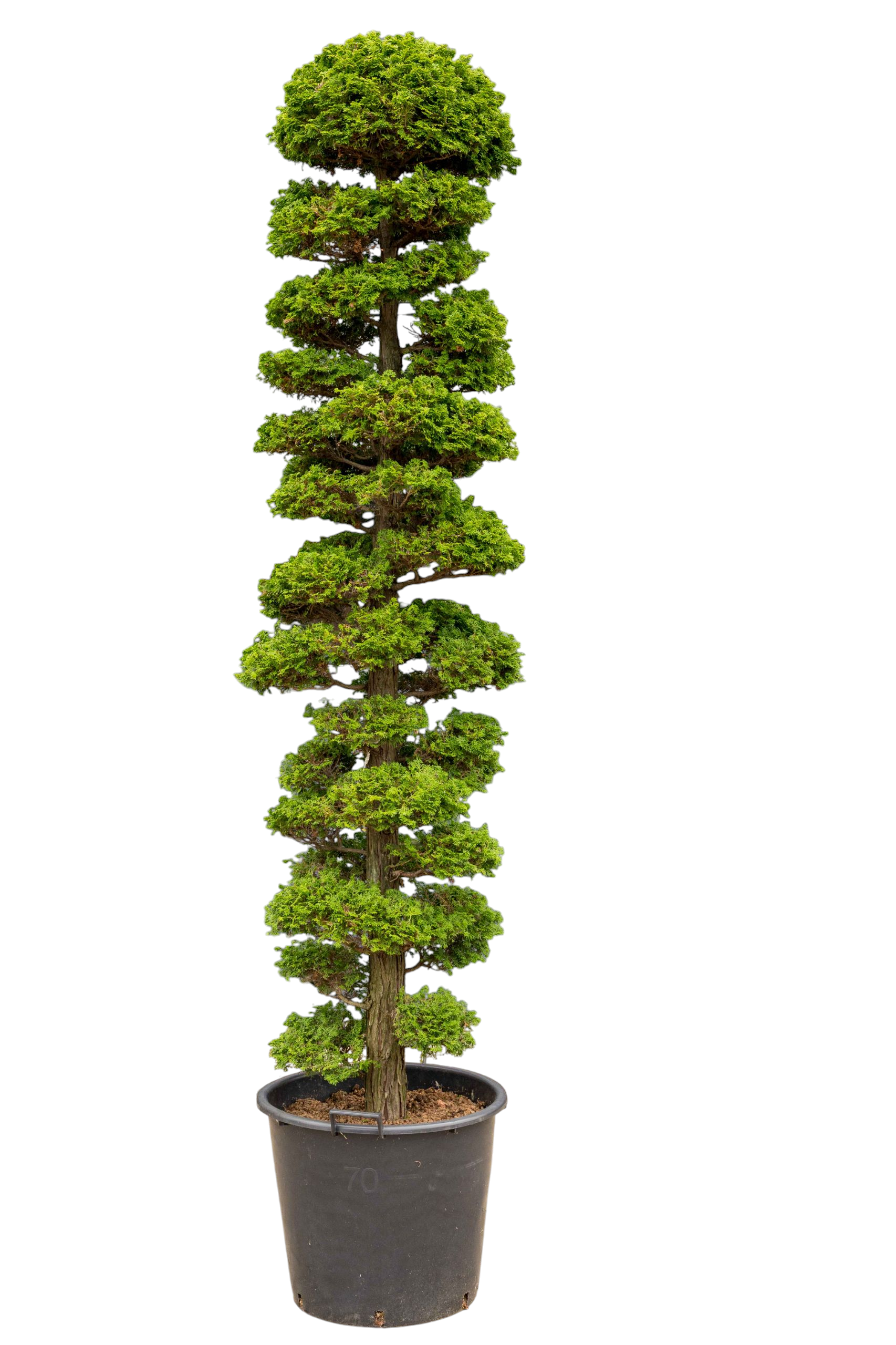 bonsai.fallbackImageTitle bonsai.fallbackImageTitle