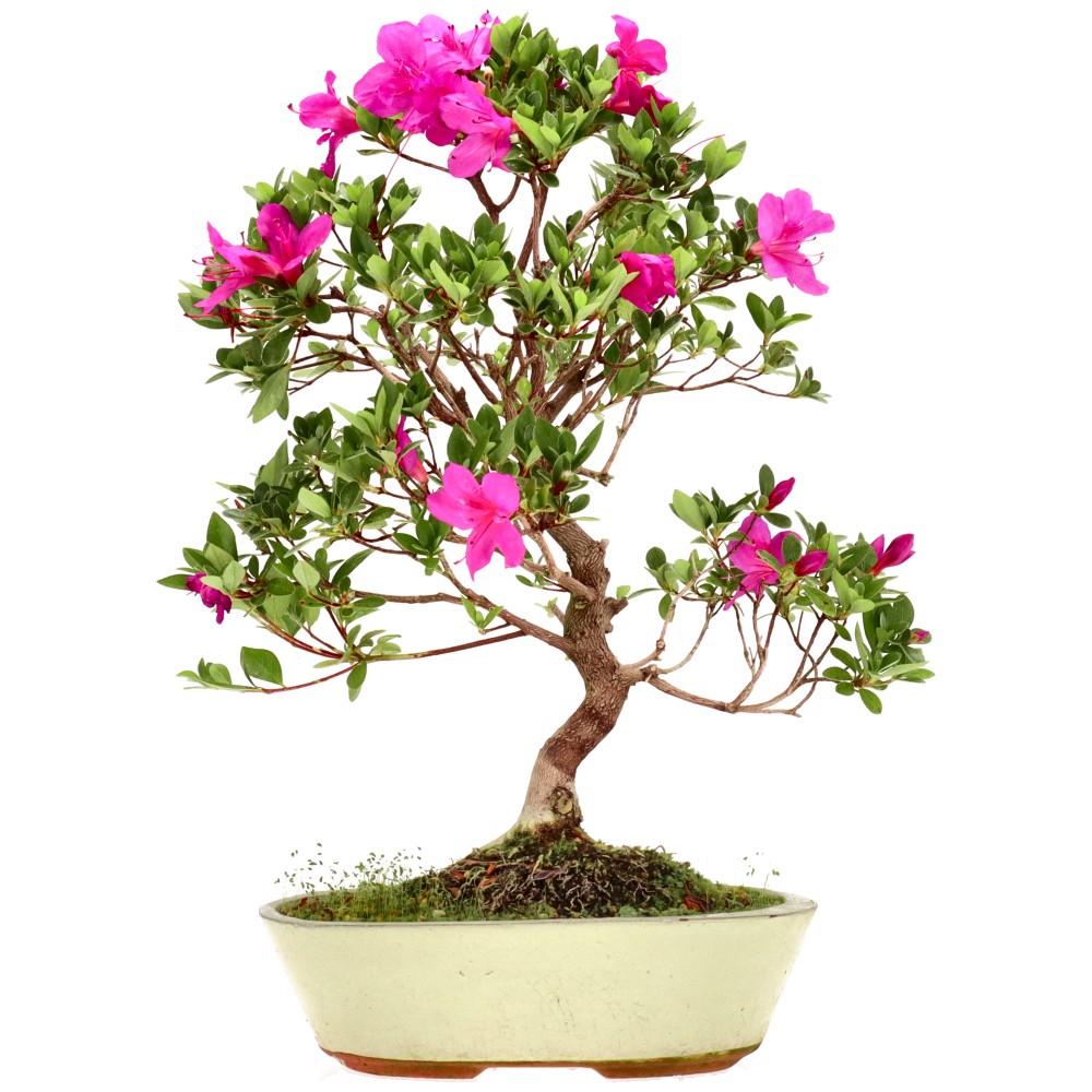Azalea japónica, aprox. 14 años (42 cm)