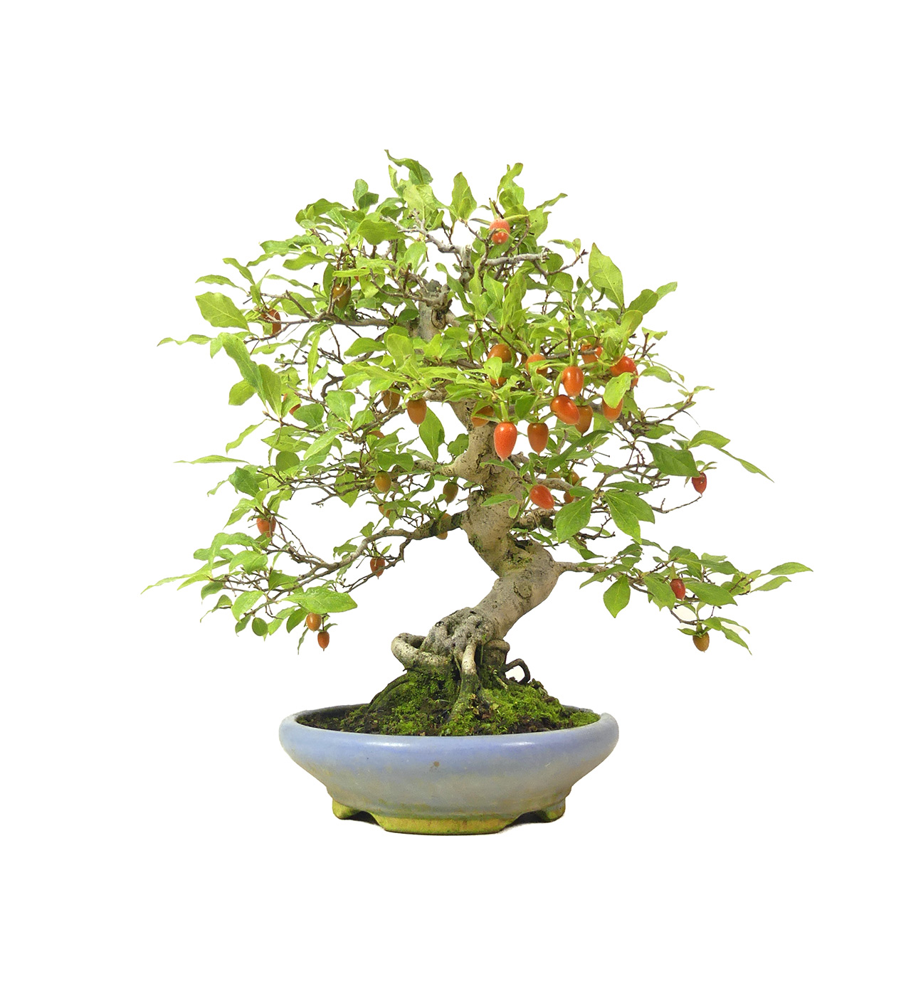bonsai.fallbackImageTitle bonsai.fallbackImageTitle