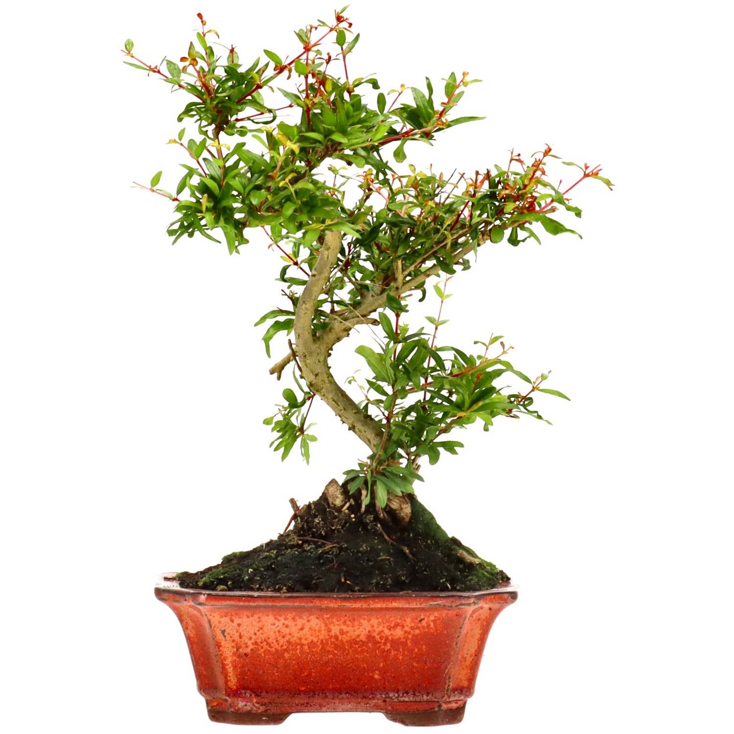 Melograno, ca. 8 anni (24 cm)