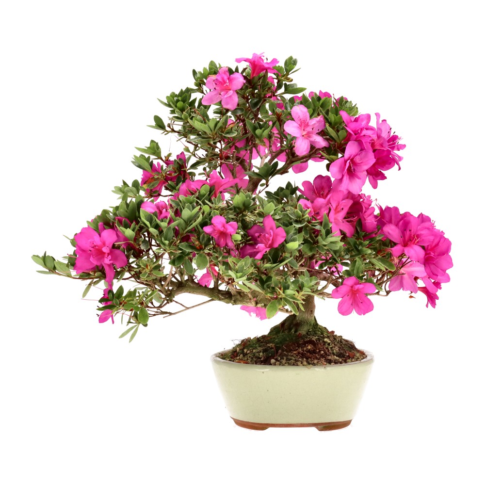 Azalée japonaise, env. 14 ans (33 cm)