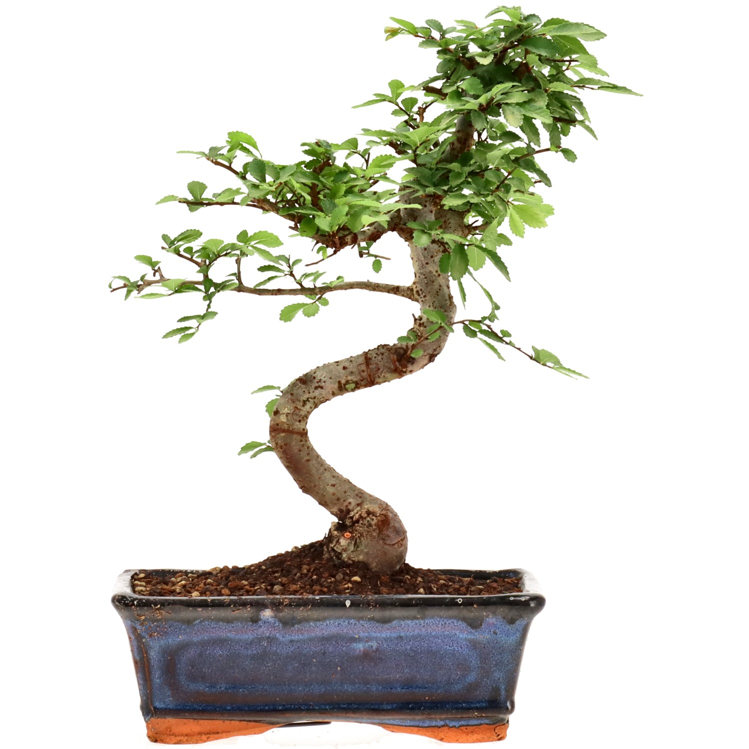 Olmo chino, aprox. 9 años (26 cm)