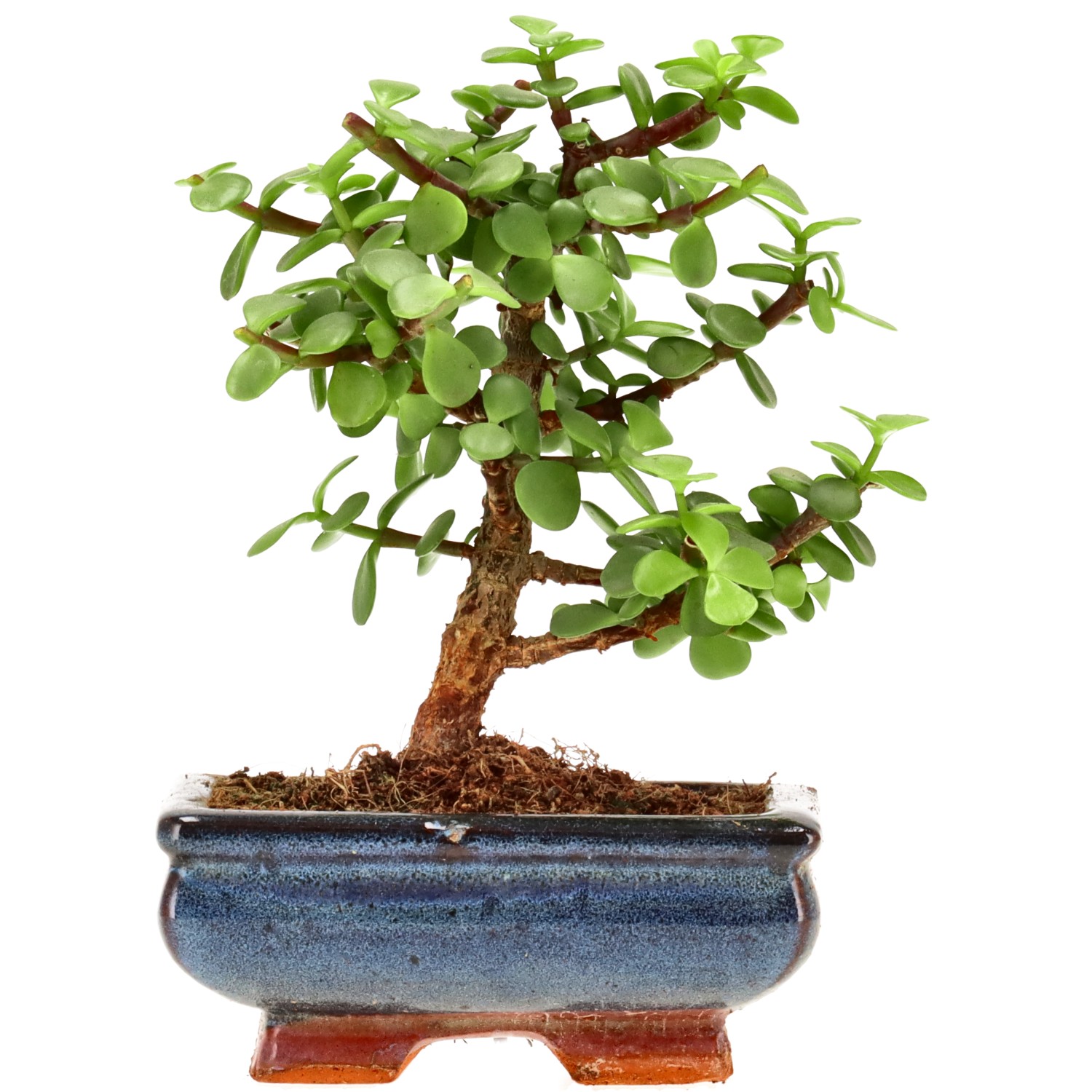 Árbol de la abundancia, aprox. 7 años (16 cm)