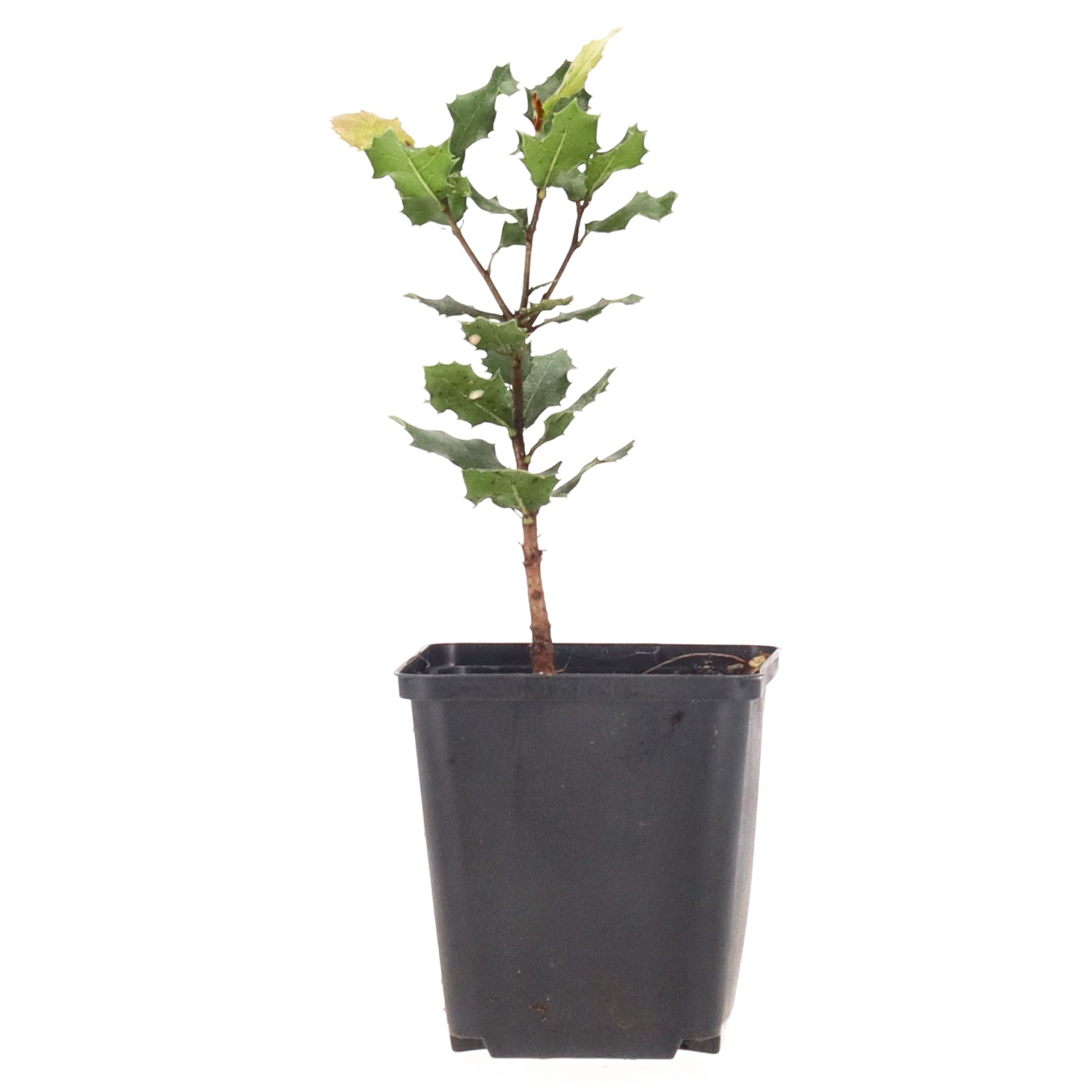 Leccio, ca. 2 anni (15-25 cm)