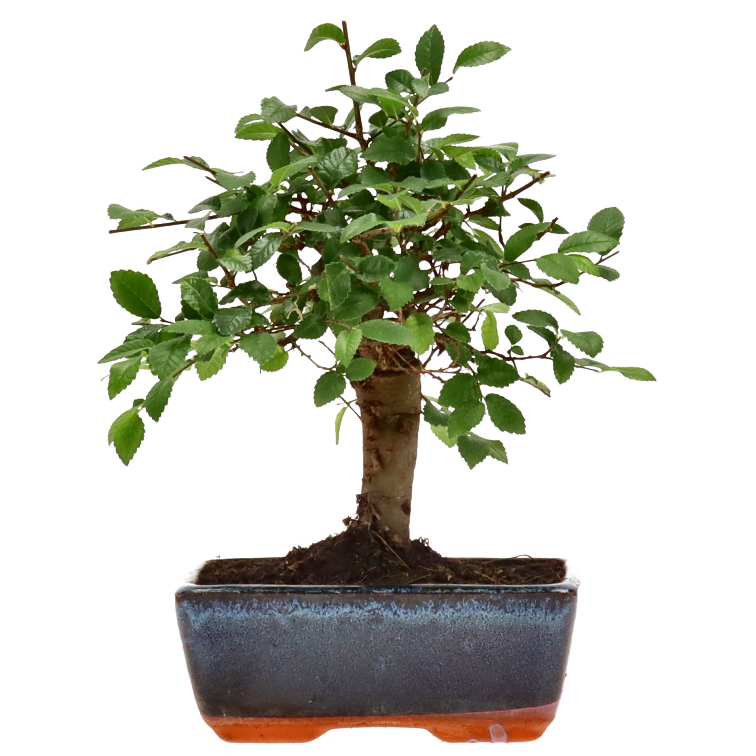Orme de Chine, env. 7 ans (19 cm)