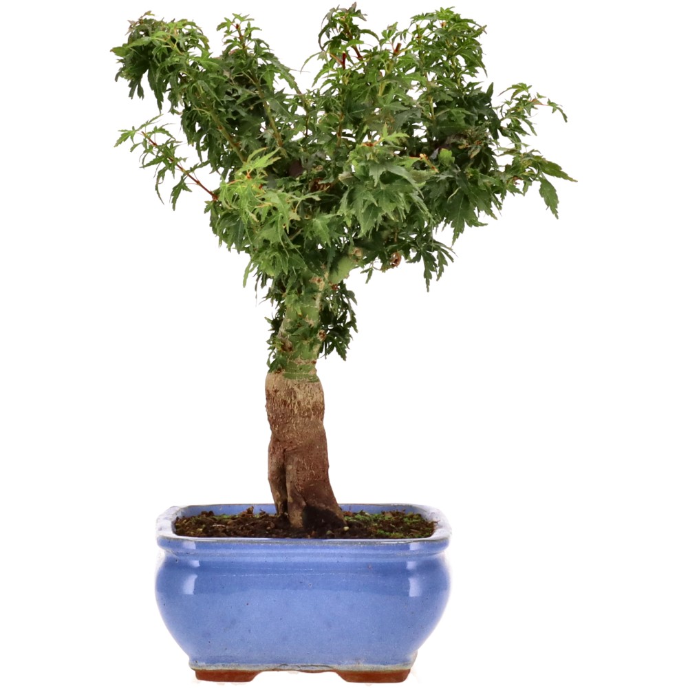 bonsai.fallbackImageTitle