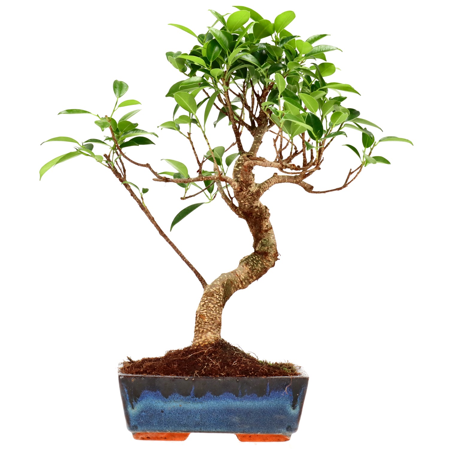 Indian Laurel, approx. 9 y. (34 cm)