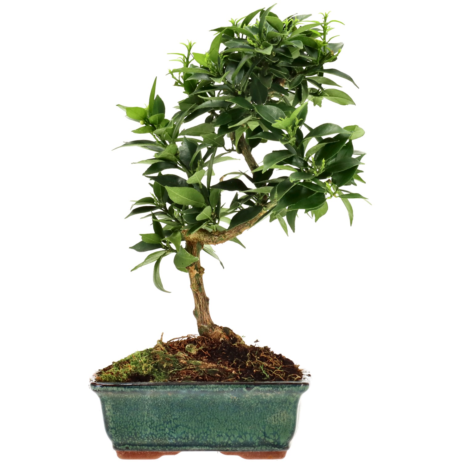 Chinotto, env. 7 ans (26 cm)