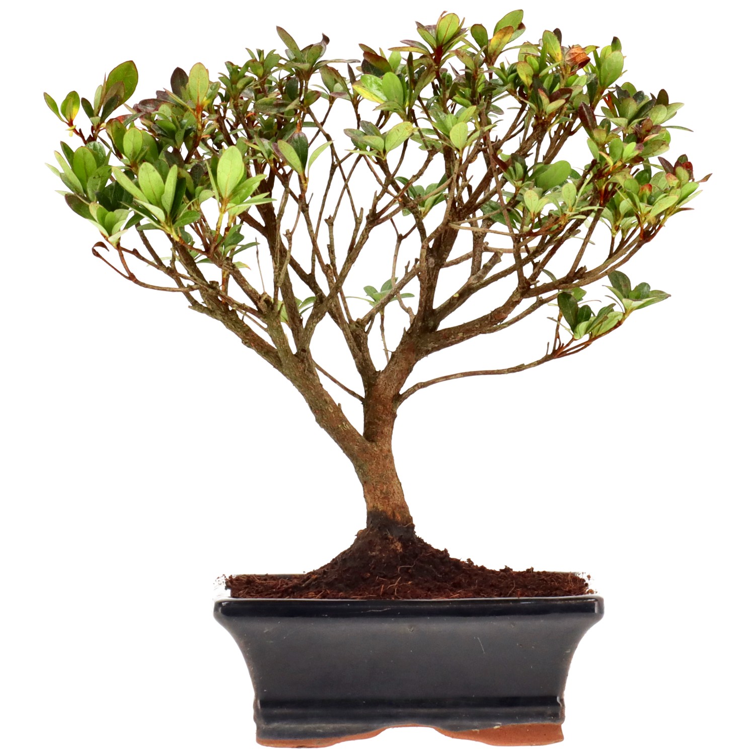 Azalea giapponese (Osakazuki), ca. 9 anni (23 cm)