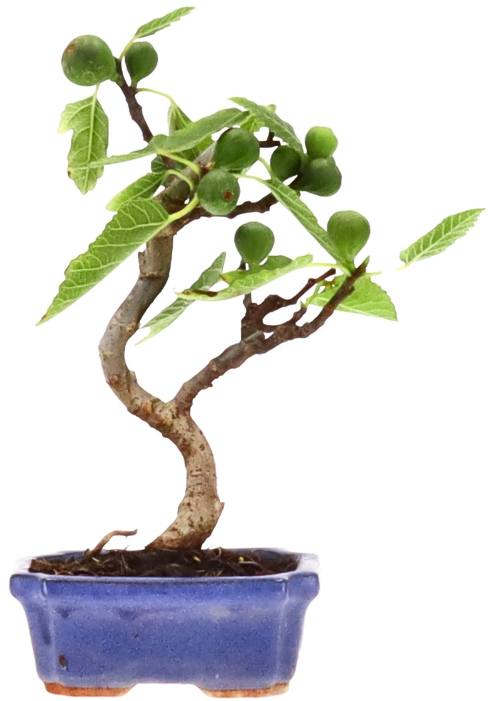 [K002] Common fig, approx. 7 years