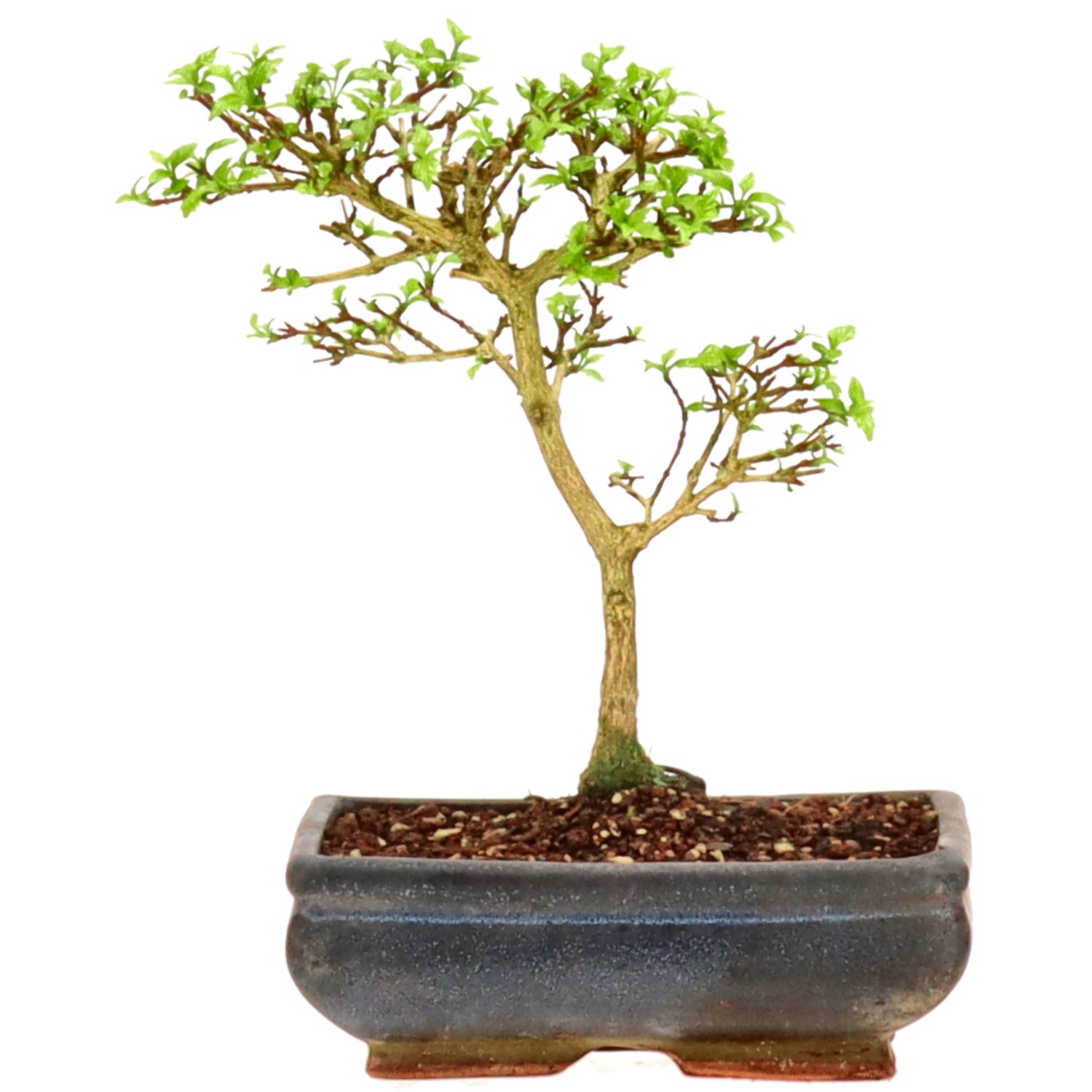 bonsai.fallbackImageTitle bonsai.fallbackImageTitle