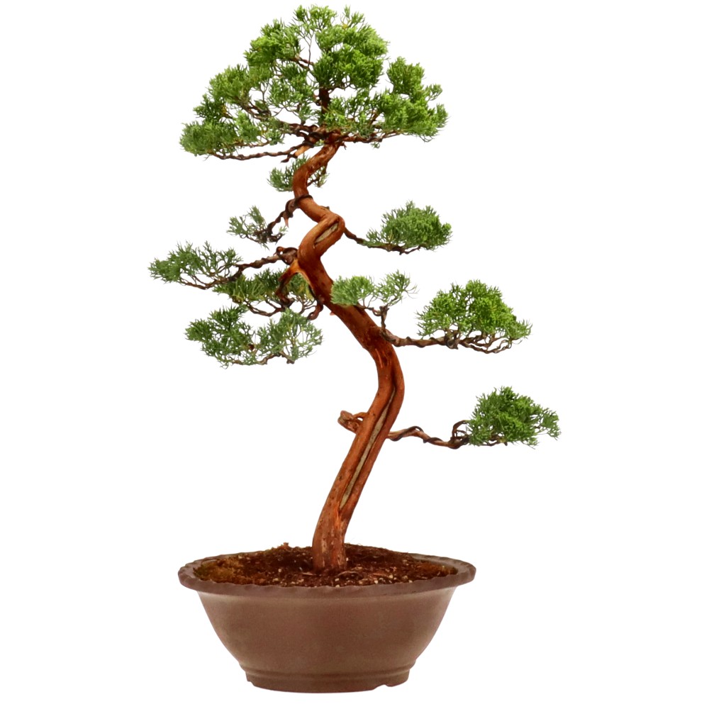 bonsai.fallbackImageTitle bonsai.fallbackImageTitle