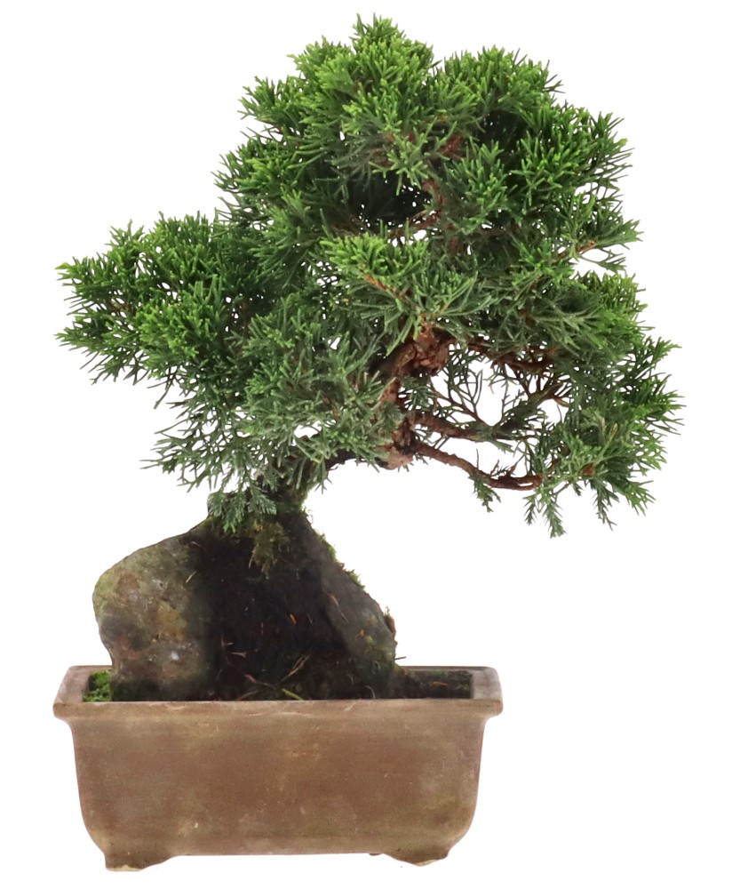 Genévrier de Chine, env. 12 ans (23 cm) Genévrier de Chine, env. 12 ans (23 cm)