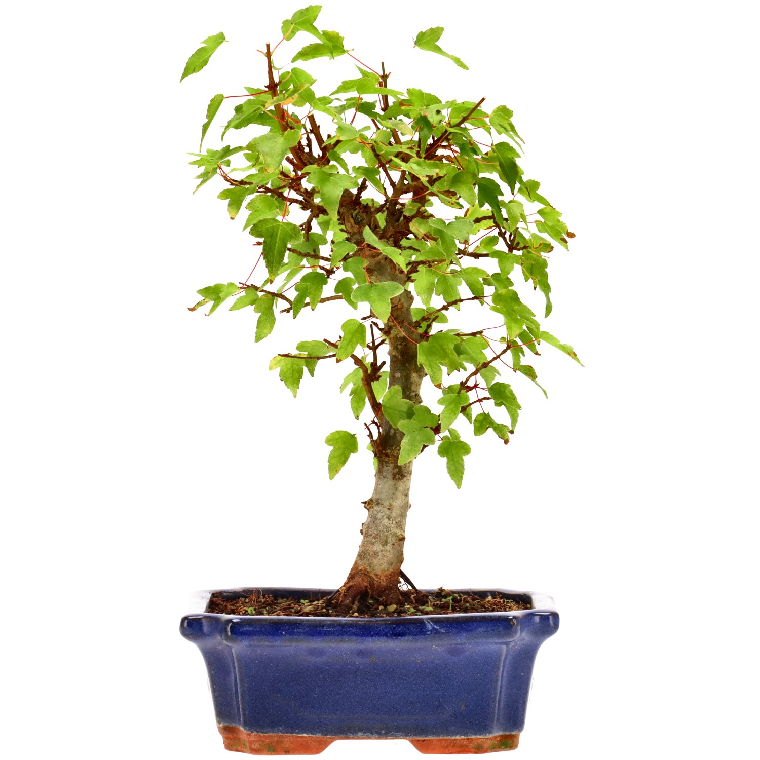 bonsai.fallbackImageTitle bonsai.fallbackImageTitle