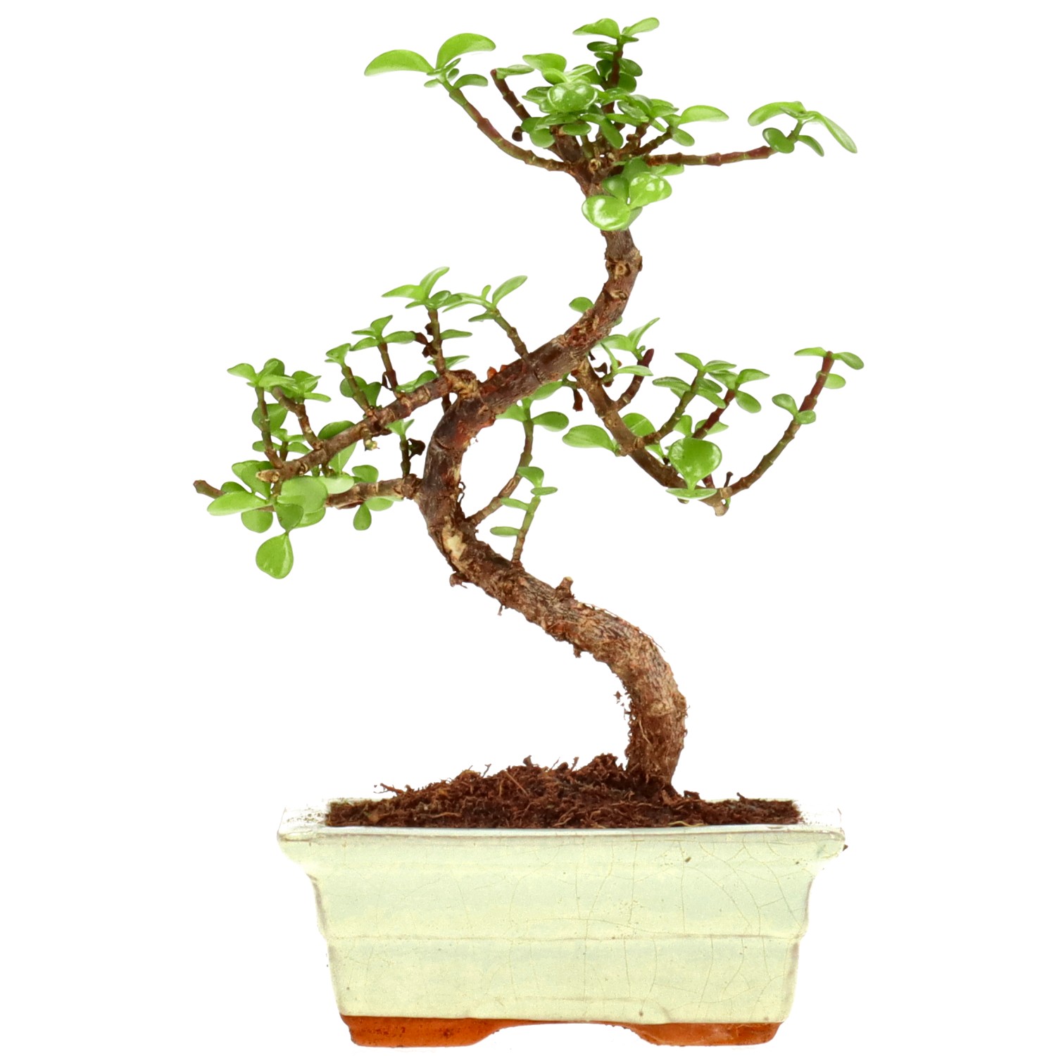 Jadebaum, ca. 7 J. (22 cm)