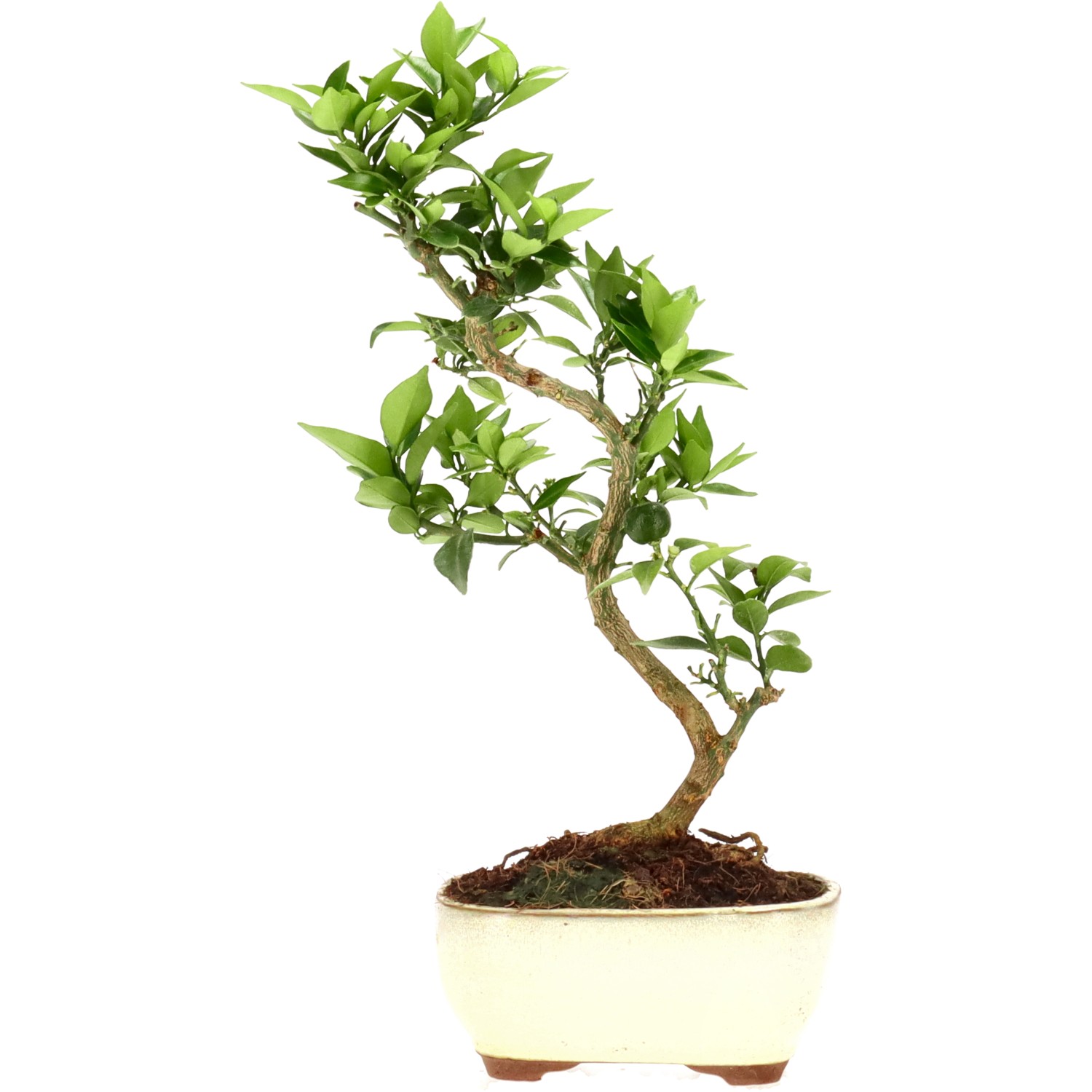 Chinotto, ca. 8 anni (32 cm)