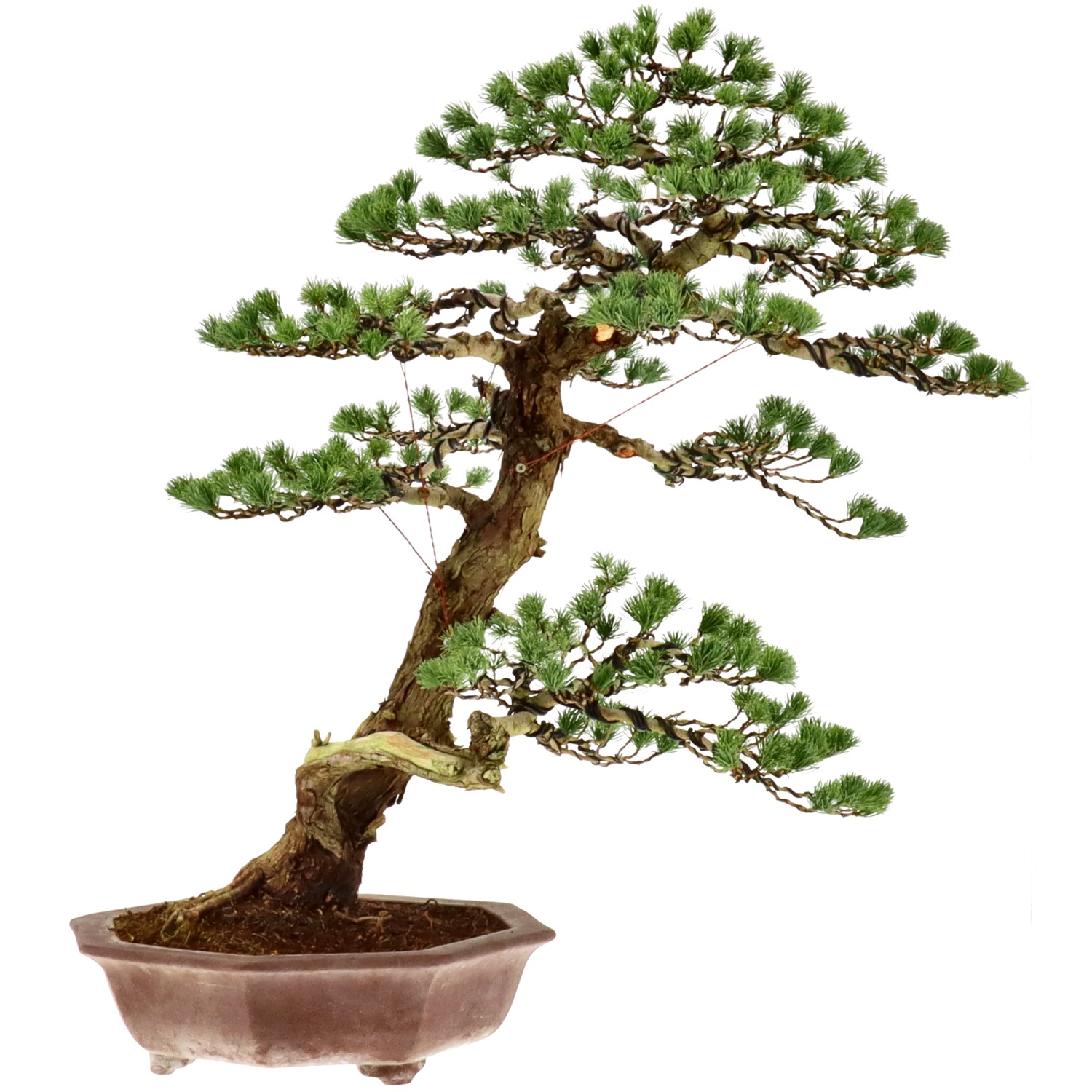 Pin blanc du Japon, env. 30 ans (79 cm)
