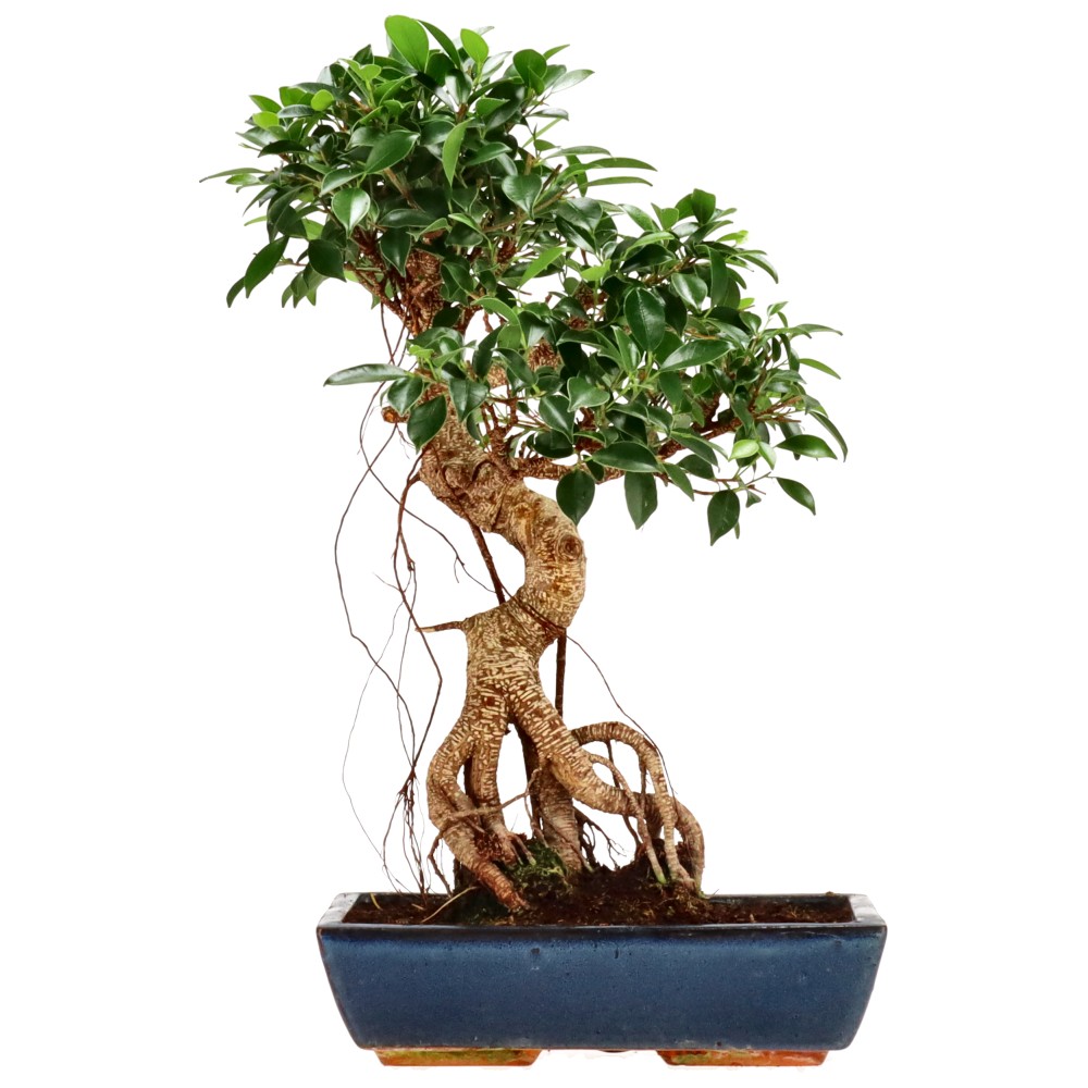 bonsai.fallbackImageTitle bonsai.fallbackImageTitle