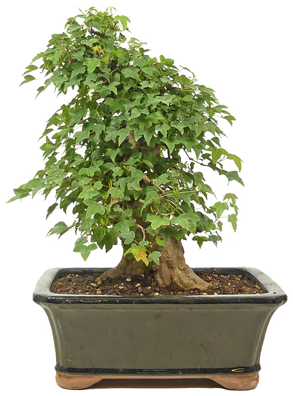 Dreispitzahorn, ca. 30 J. (32 cm) Dreispitzahorn, ca. 30 J. (32 cm)