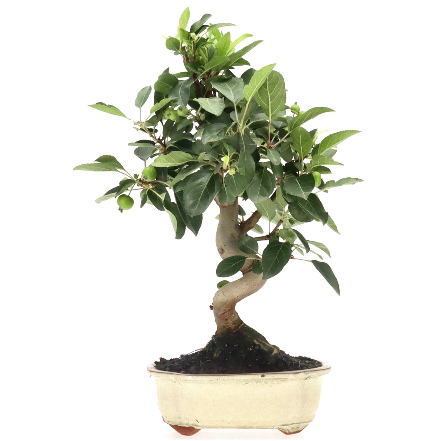 Zierapfel, ca. 10 J. (37 cm)