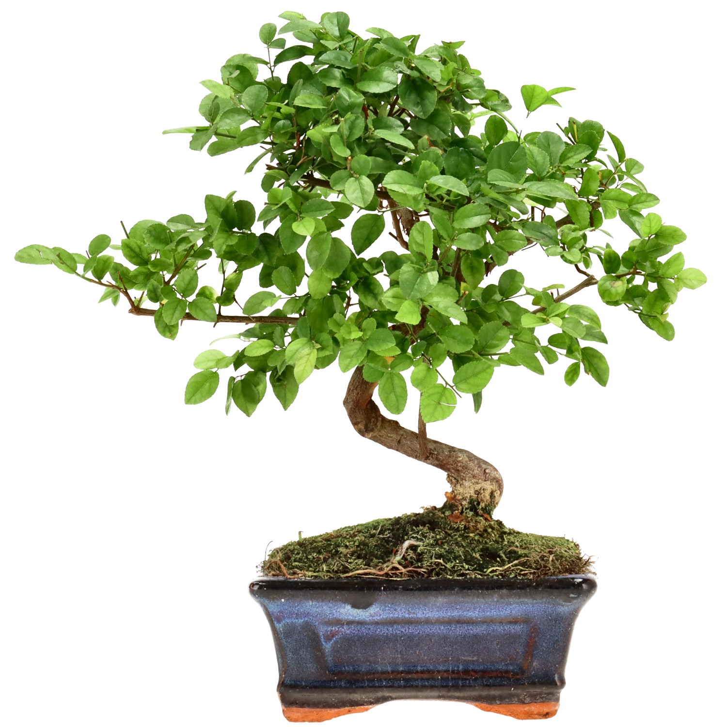 Sageretia theezans, ca. 9 anni (24 cm)