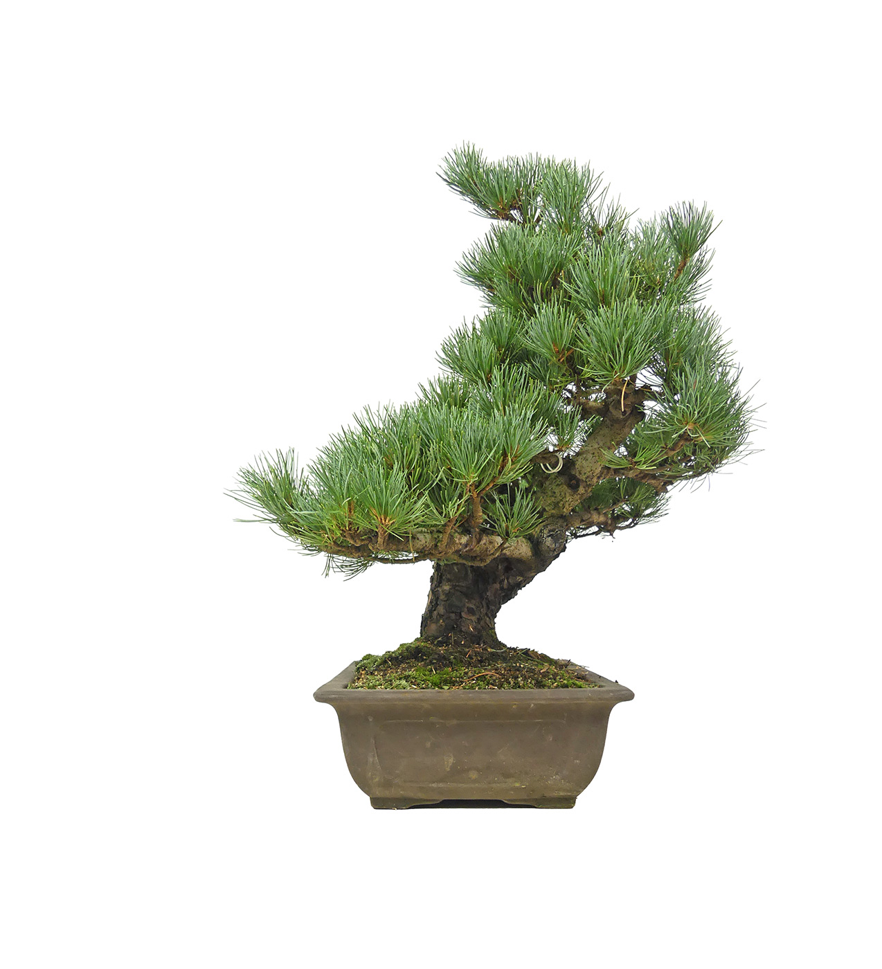 bonsai.fallbackImageTitle bonsai.fallbackImageTitle