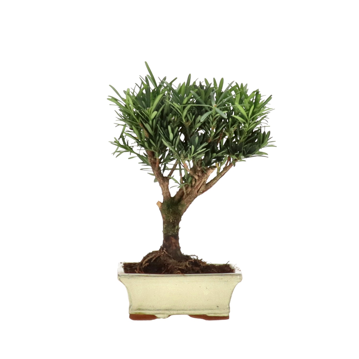 Pino cinese, ca. 7 anni (23 cm)
